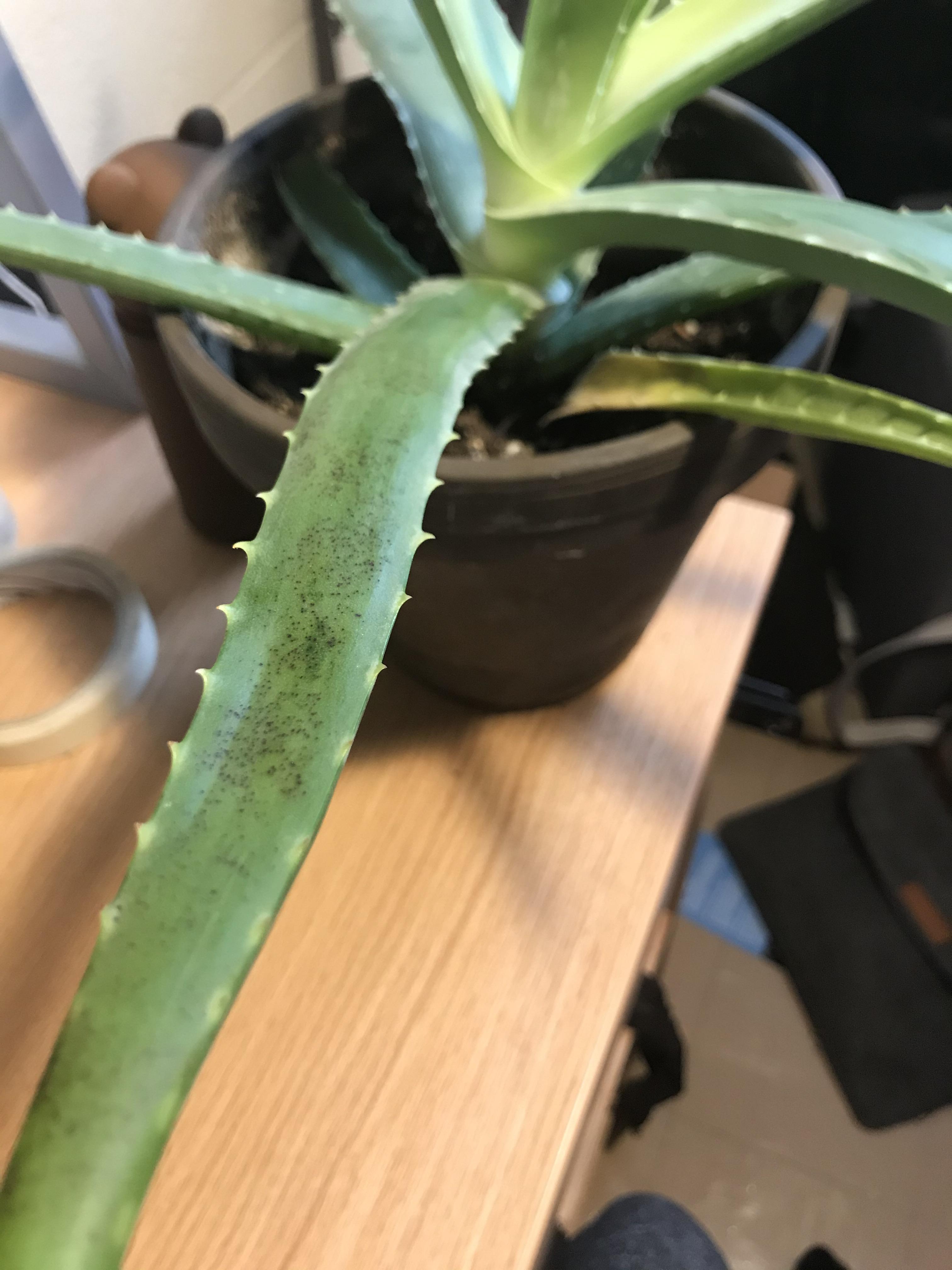 tiny black spots on aloe?? r/plantclinic