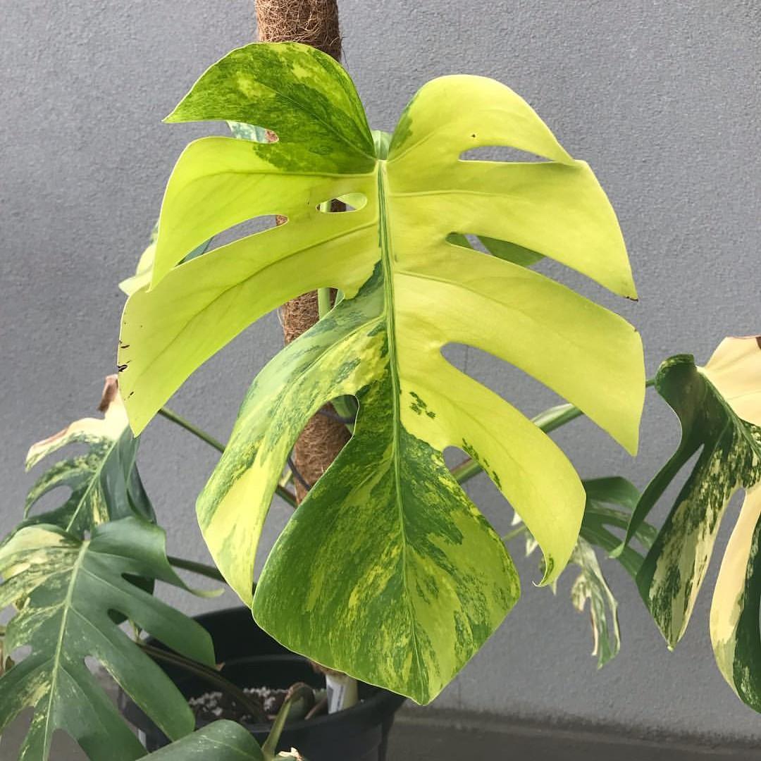 I'm searching for Monstera Deliciosa yellow Variegata. r/rareplants