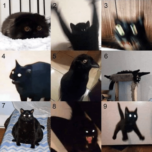 Choose your cat fighter r/OneProtectRestAttack