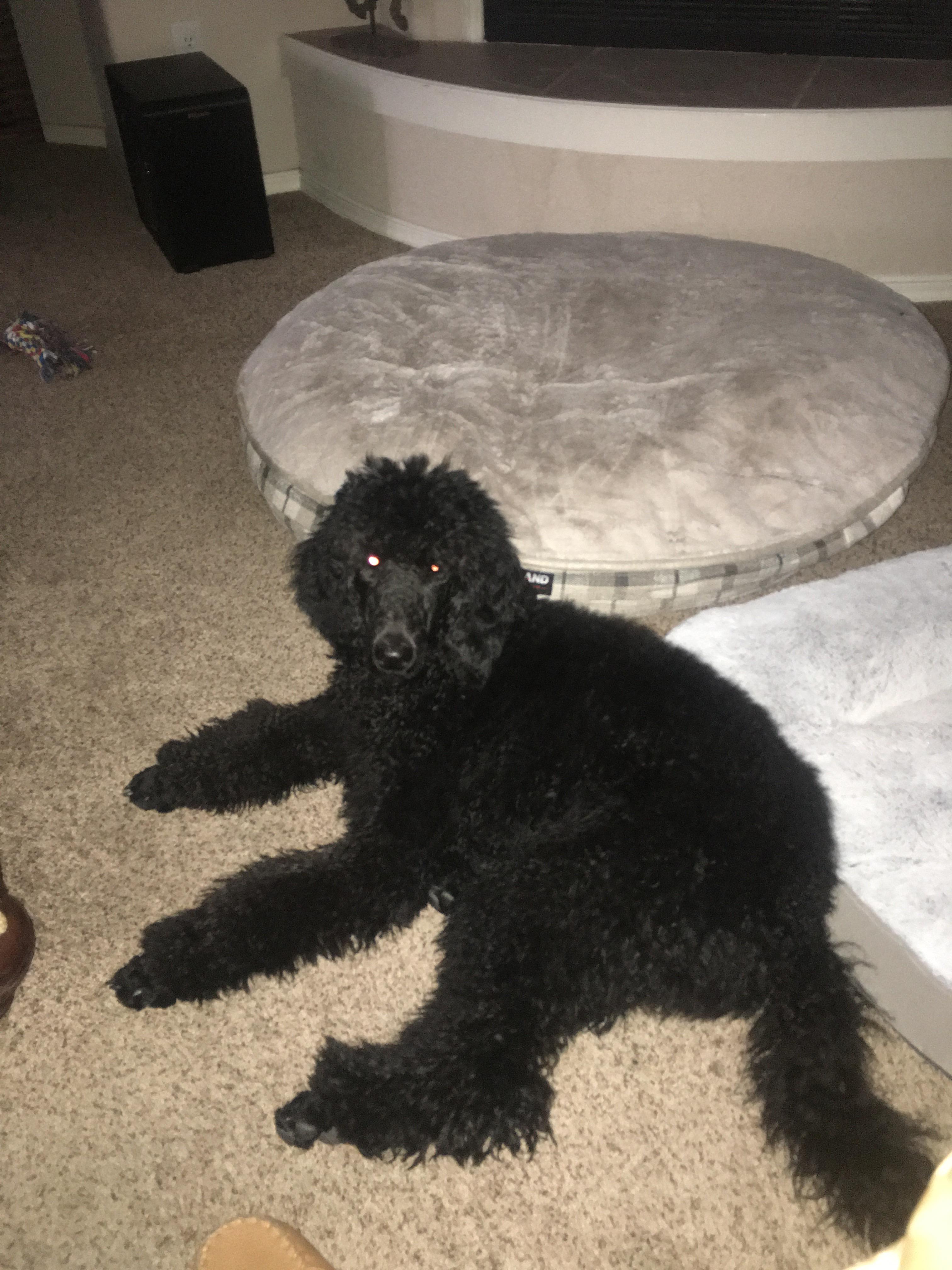 She doesn’t get the concept of dog beds. r/poodles