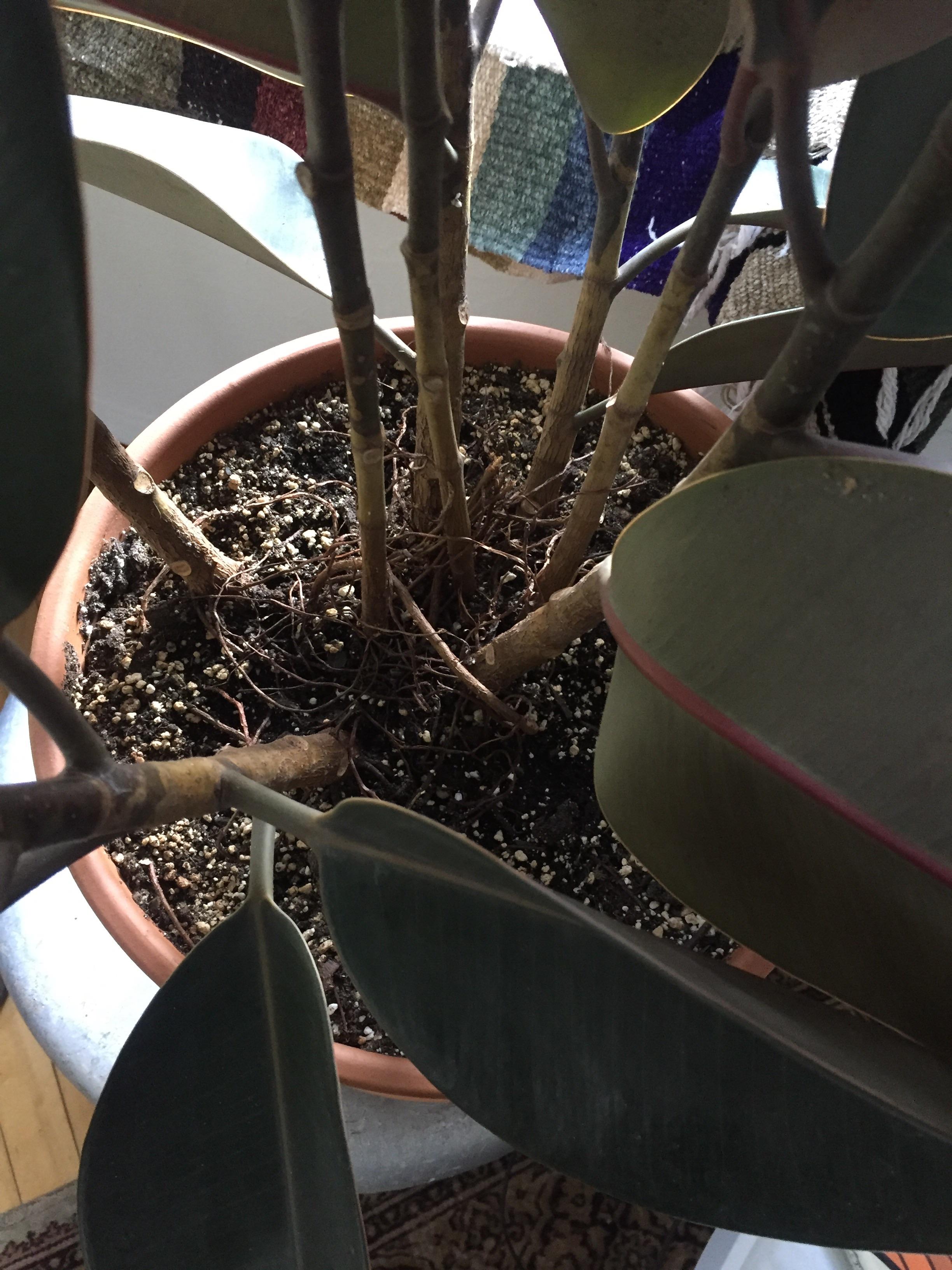 My Rubber Plant has so many stems! And it's starting to kill off