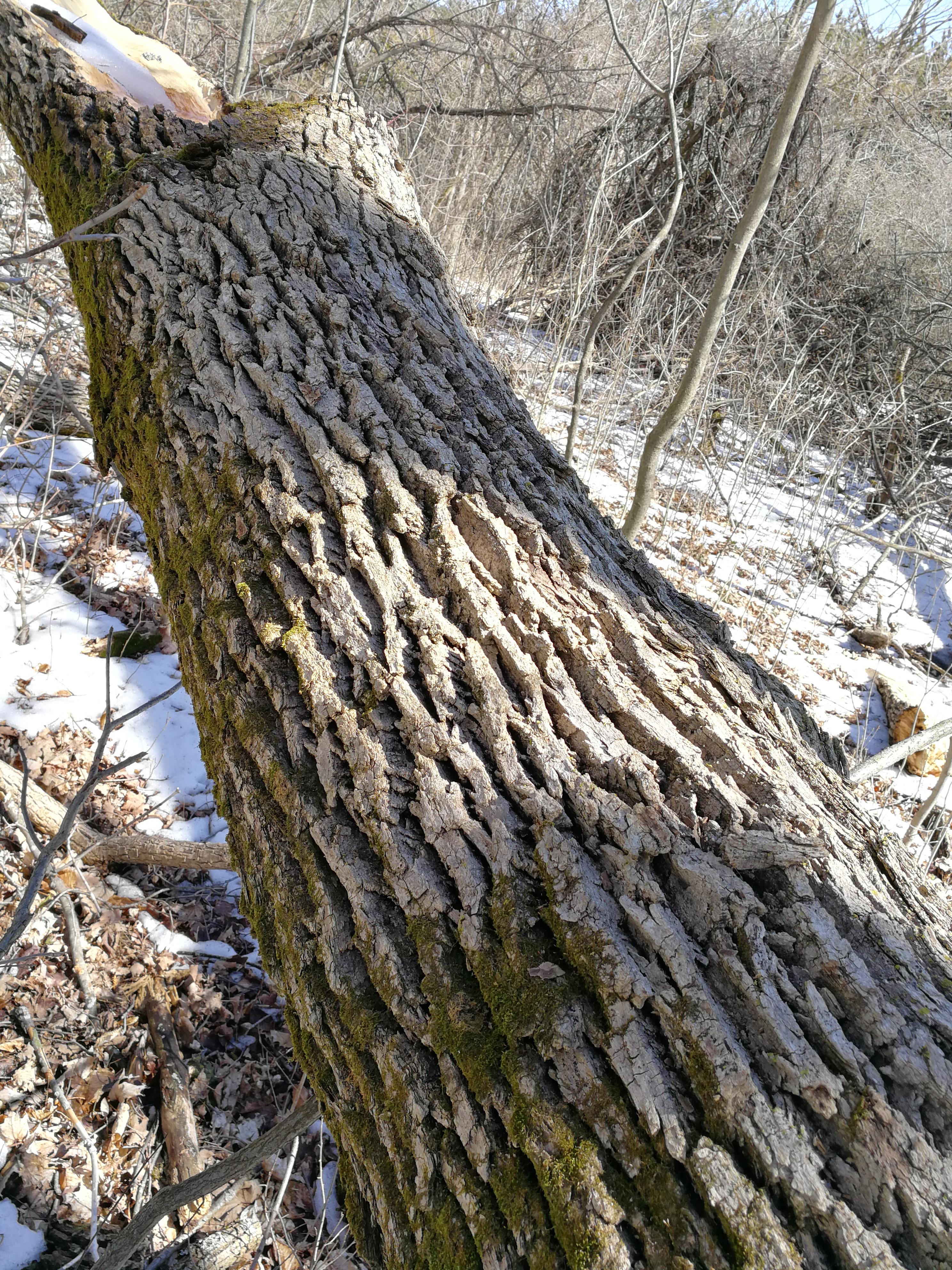 Trying to learn my trees for morel season. Is this what an elm looks