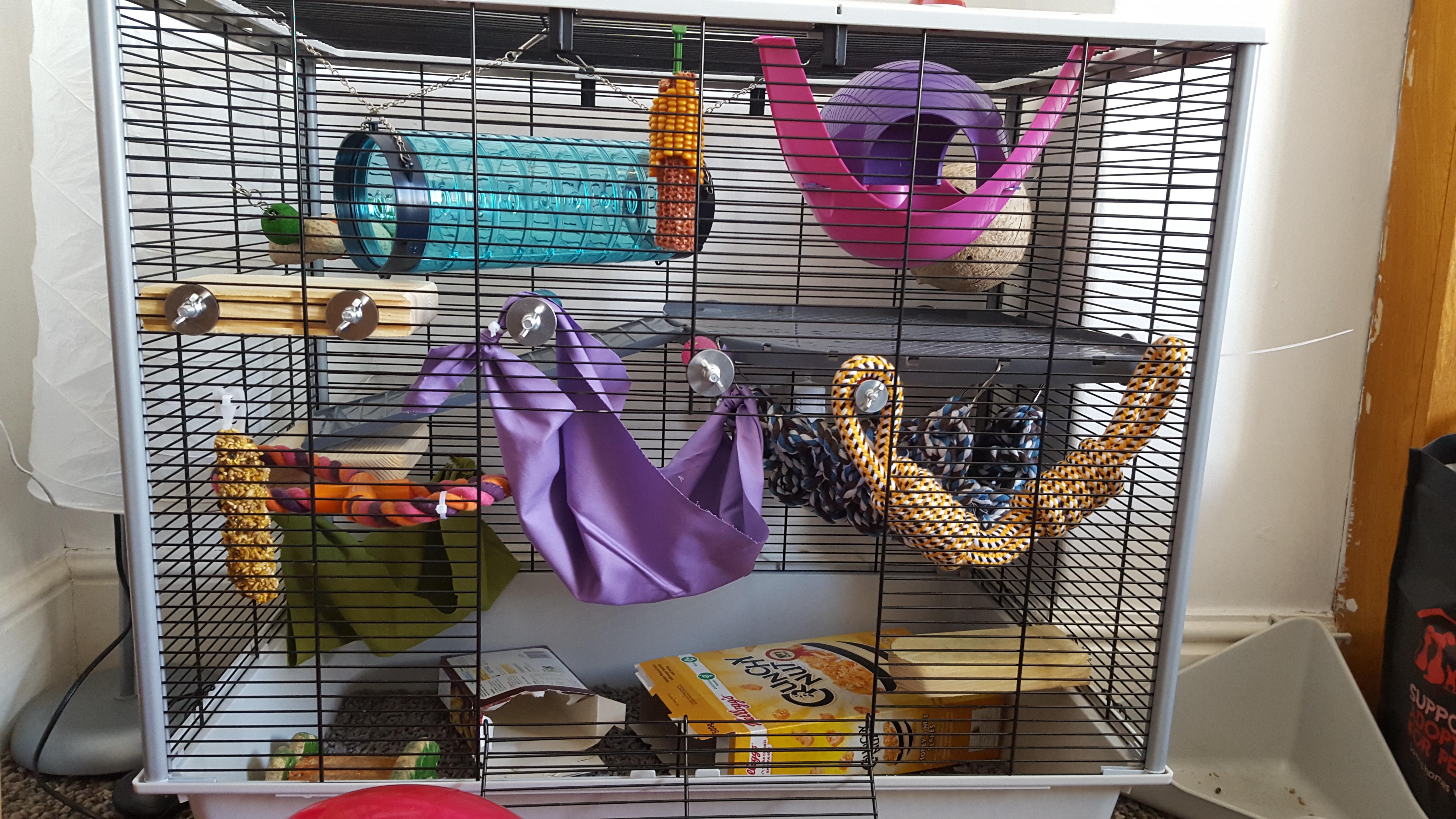 Monthly cage rearrange / new rat toys day! The ladies love it so far