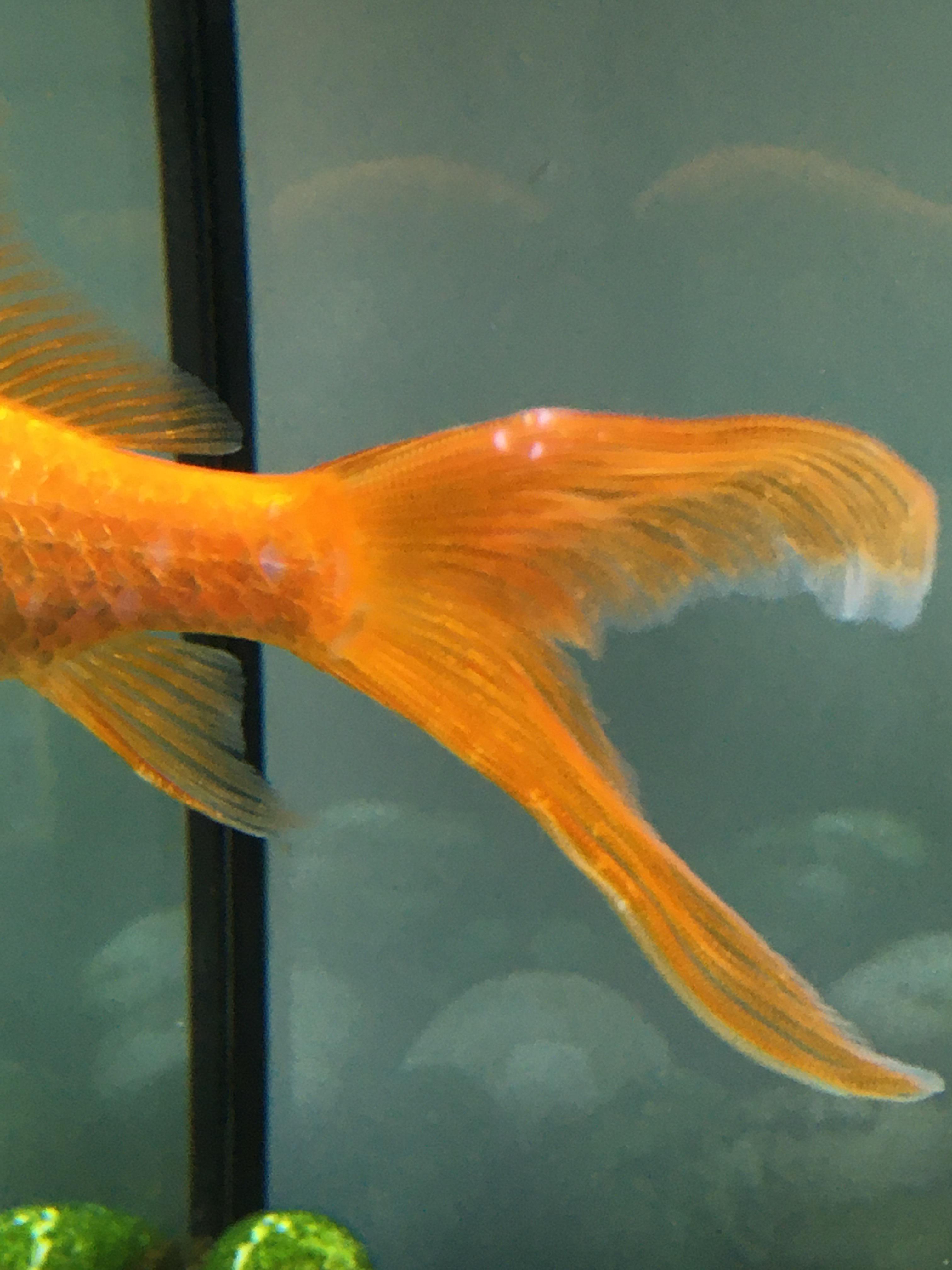 One of my goldfish has big white spots on his tail. It really looks