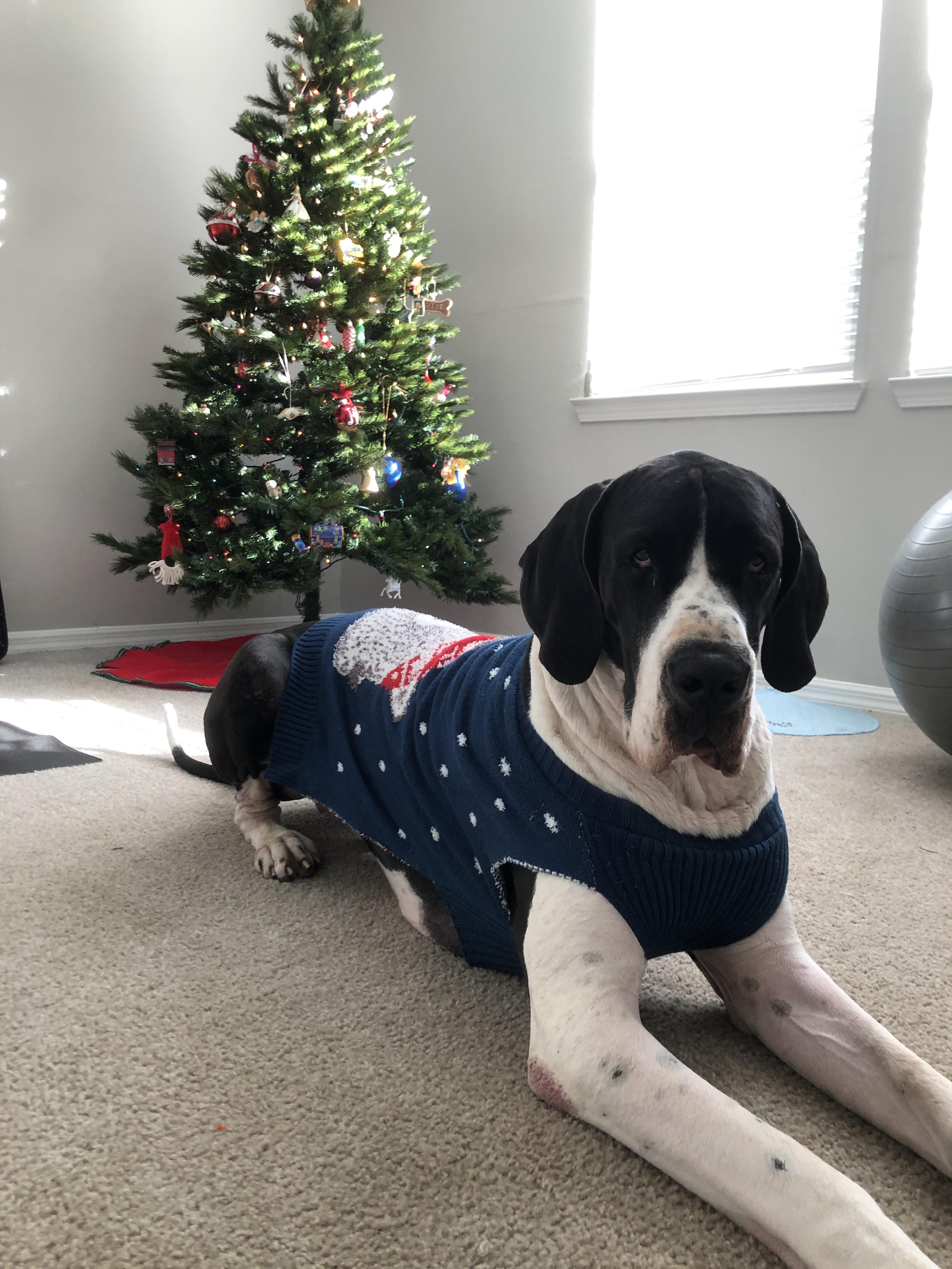 Dane sized Christmas sweaters for 13 at Target! r/greatdanes