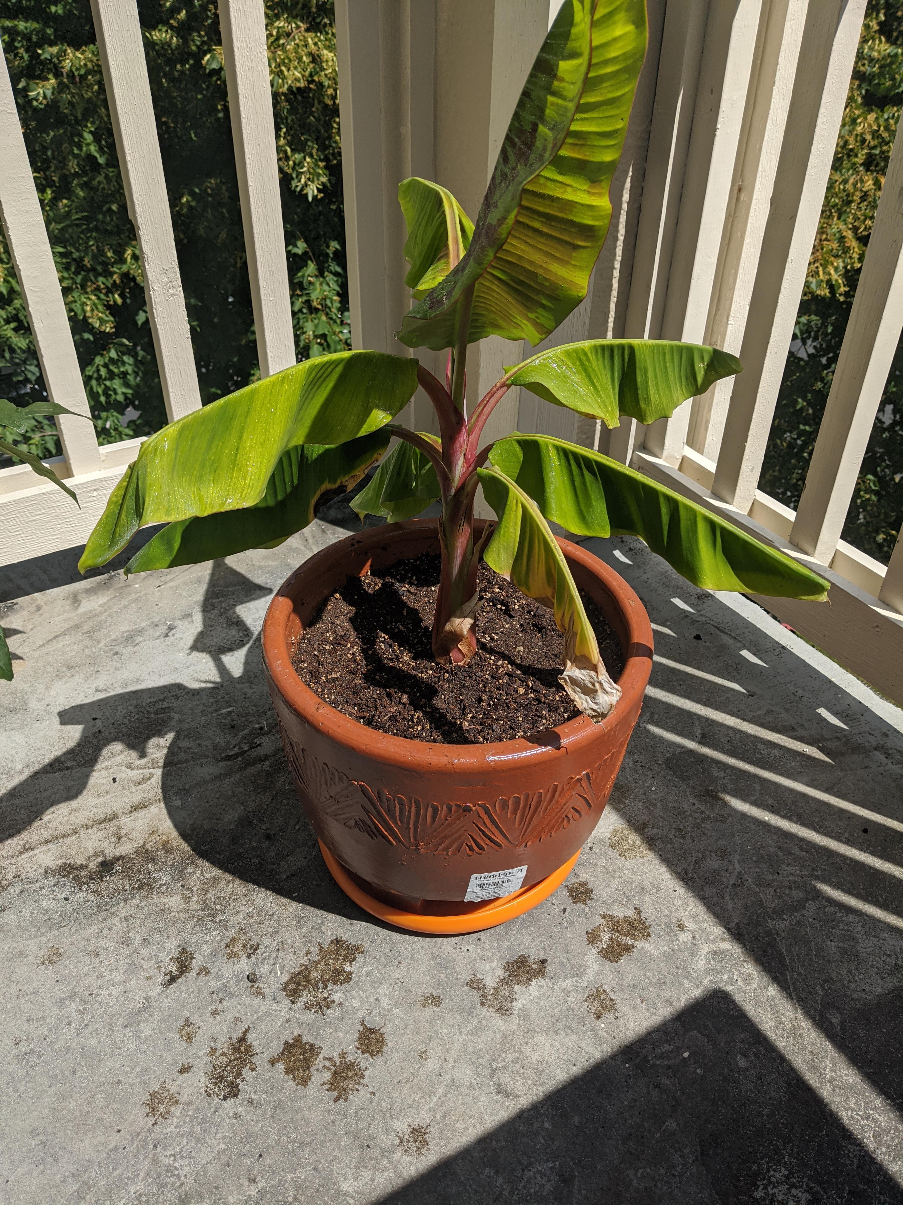 Banana has been looking droopy and getting yellowing leaves after being