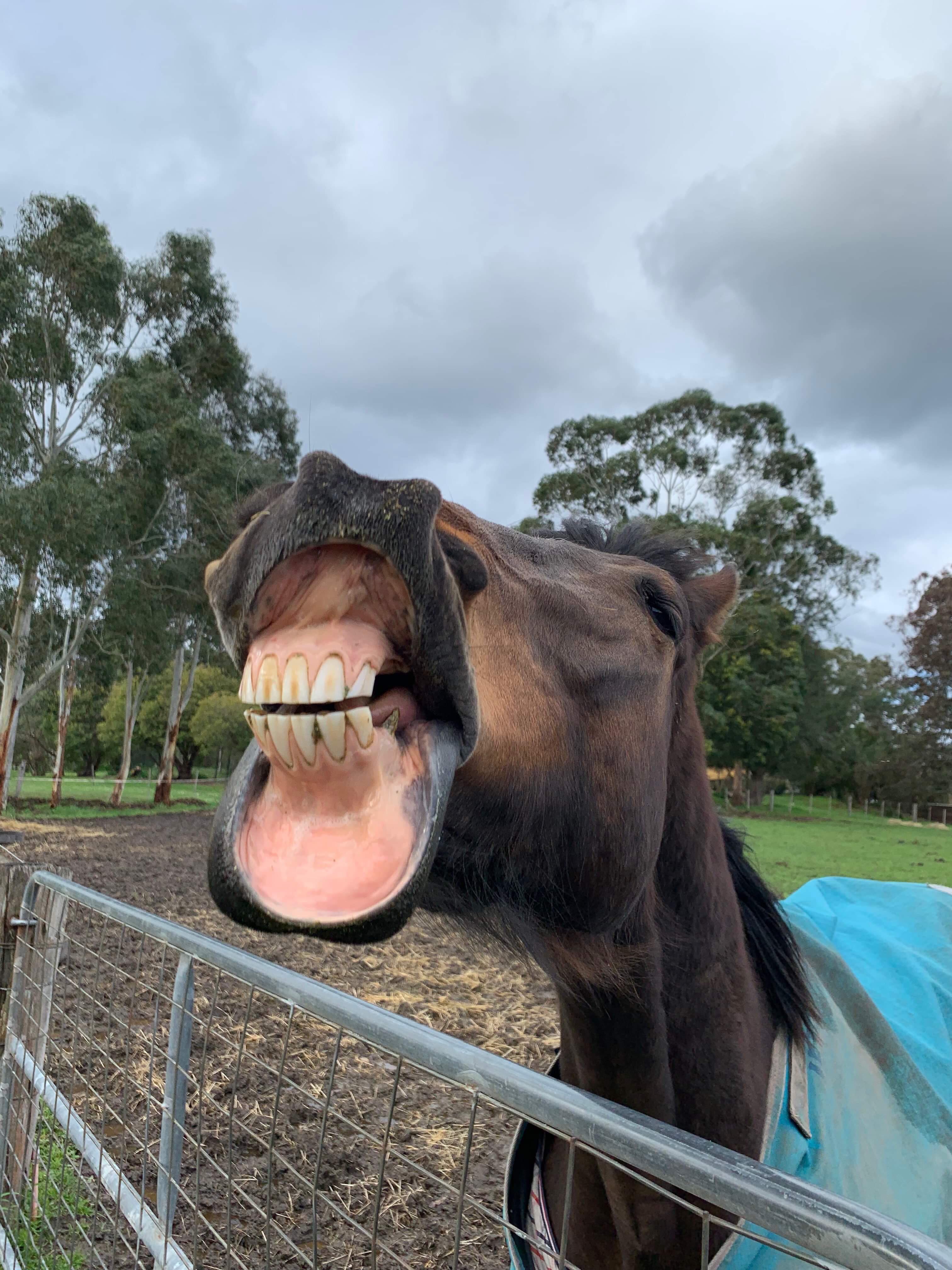 I did not know horses could do this with their bottom lip... r/Horses