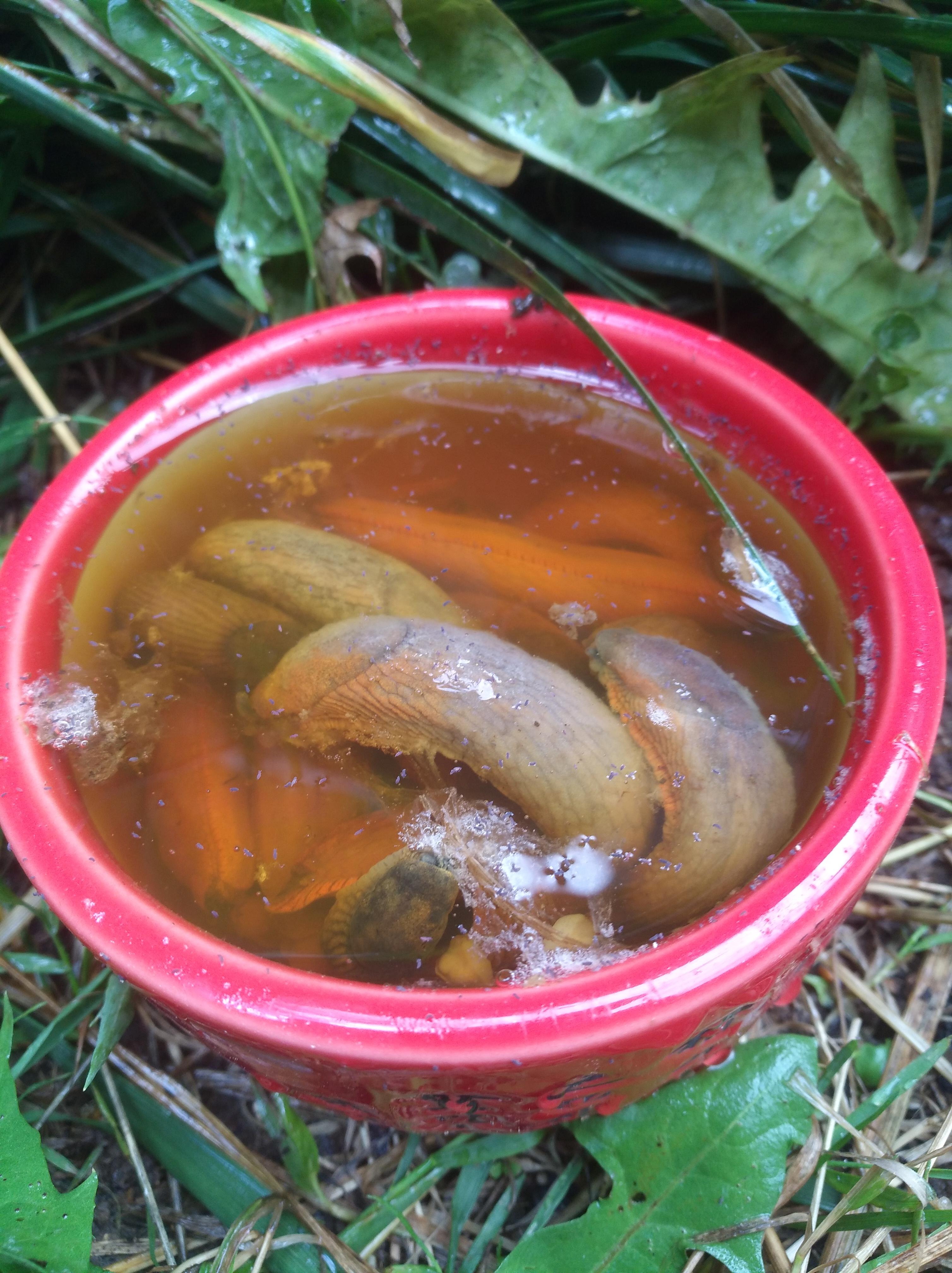 first night of slug beertrap in my garden surprised about