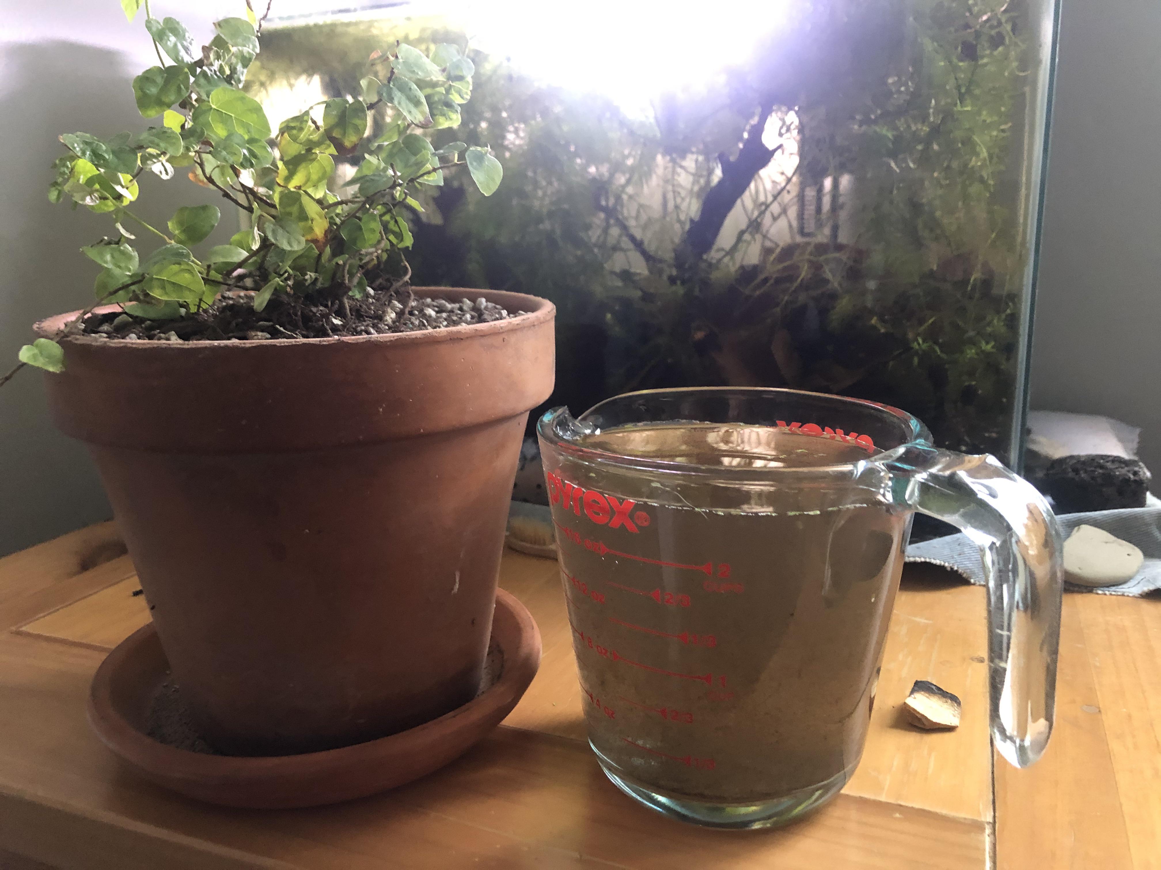 Is this what y'all mean by blackwater? Watering a recently repotted