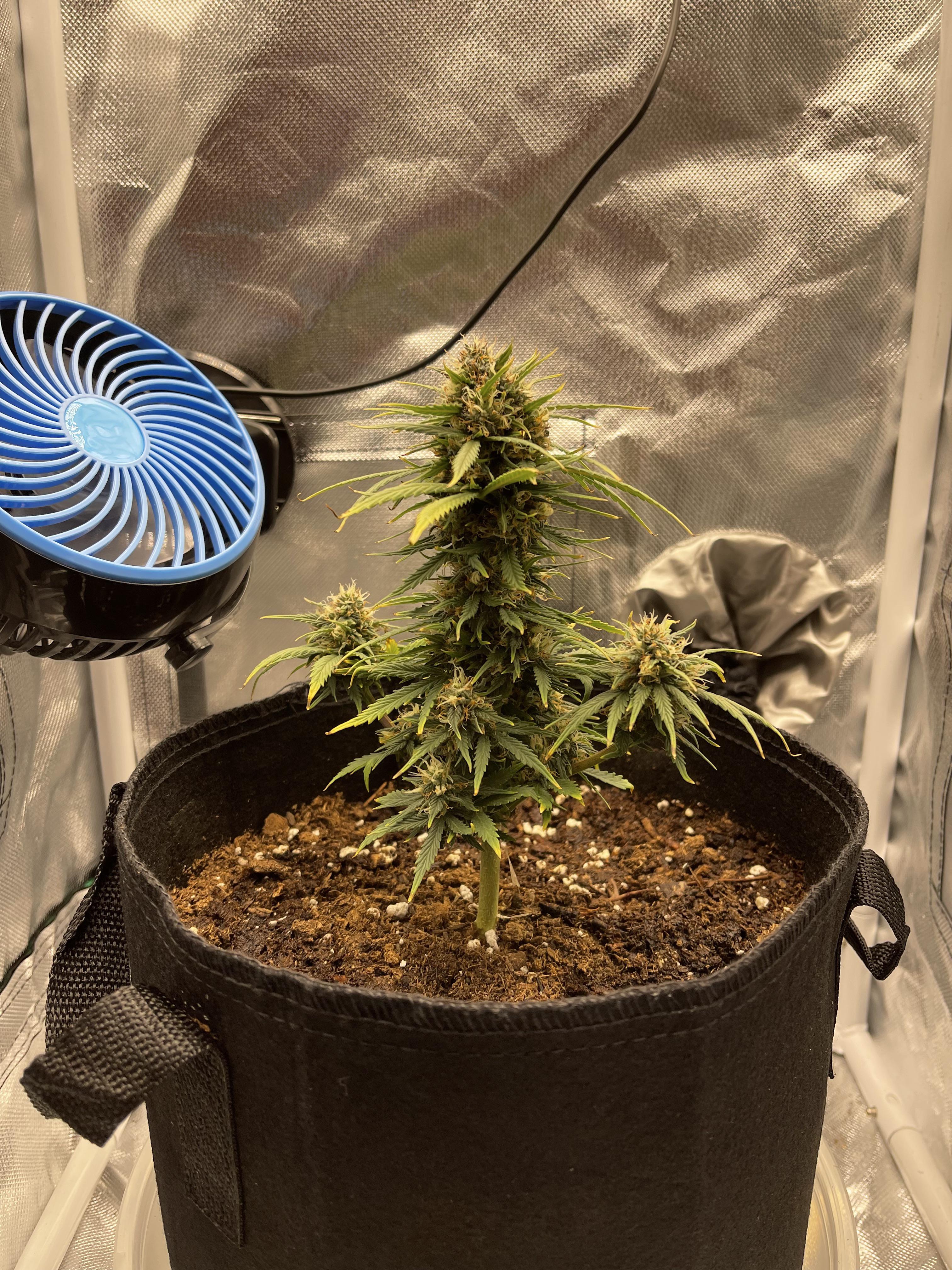 Bonsai Critical Auto Day 60 BonsaiPorn