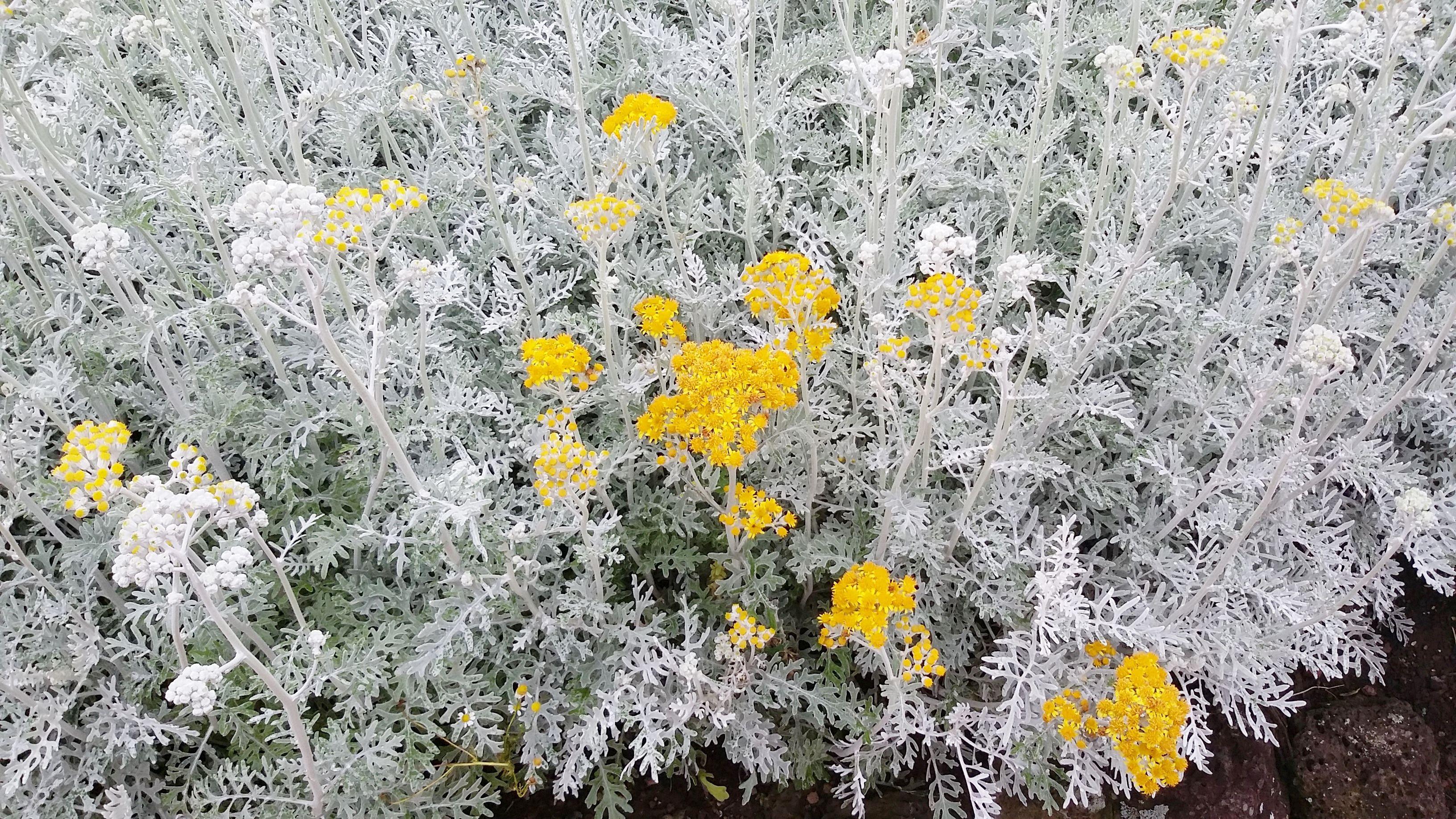 Dusty Miller r/flowers
