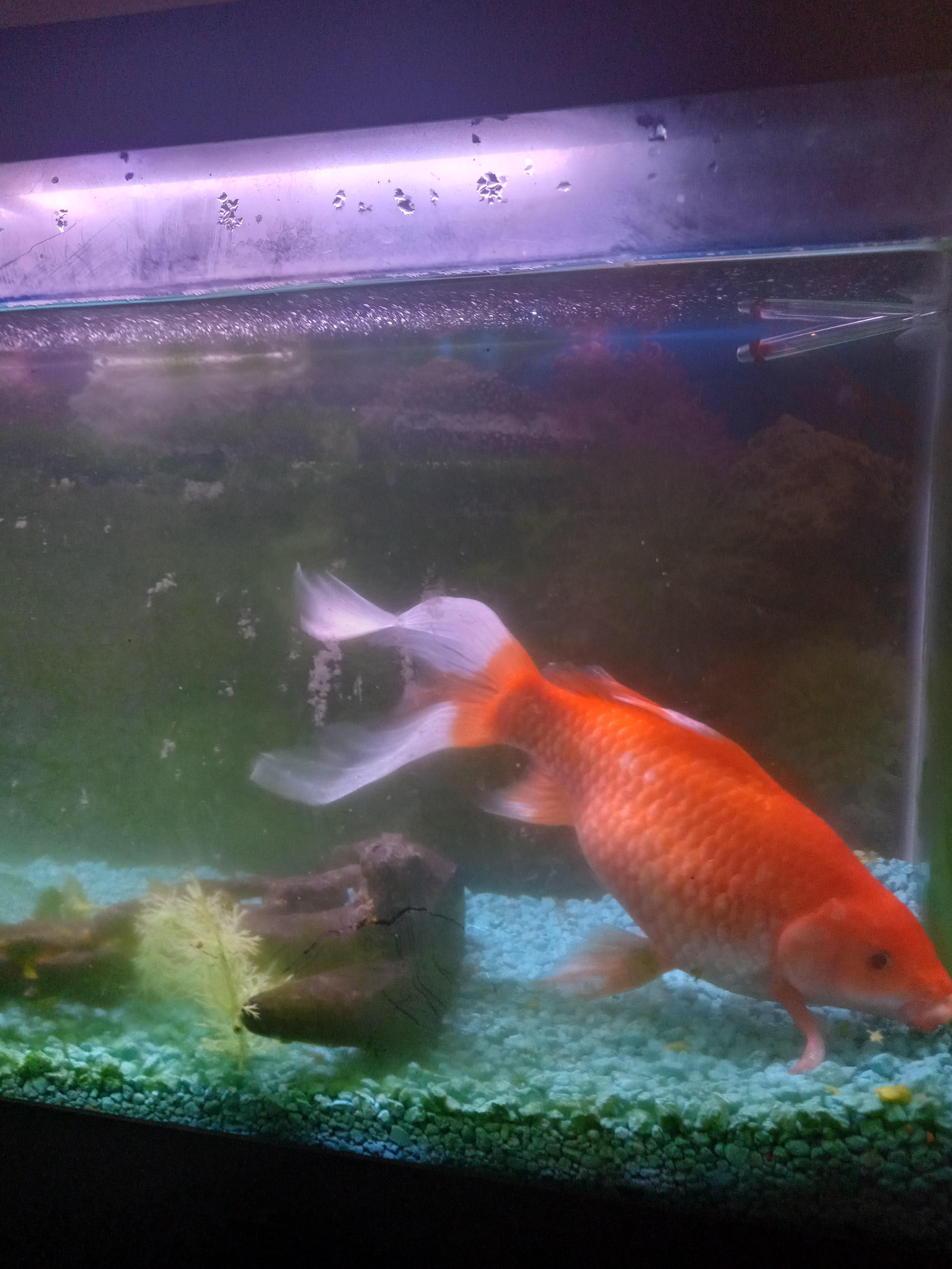 Swim bladder issue for my large goldfish, here in a 55 gallon. His tail