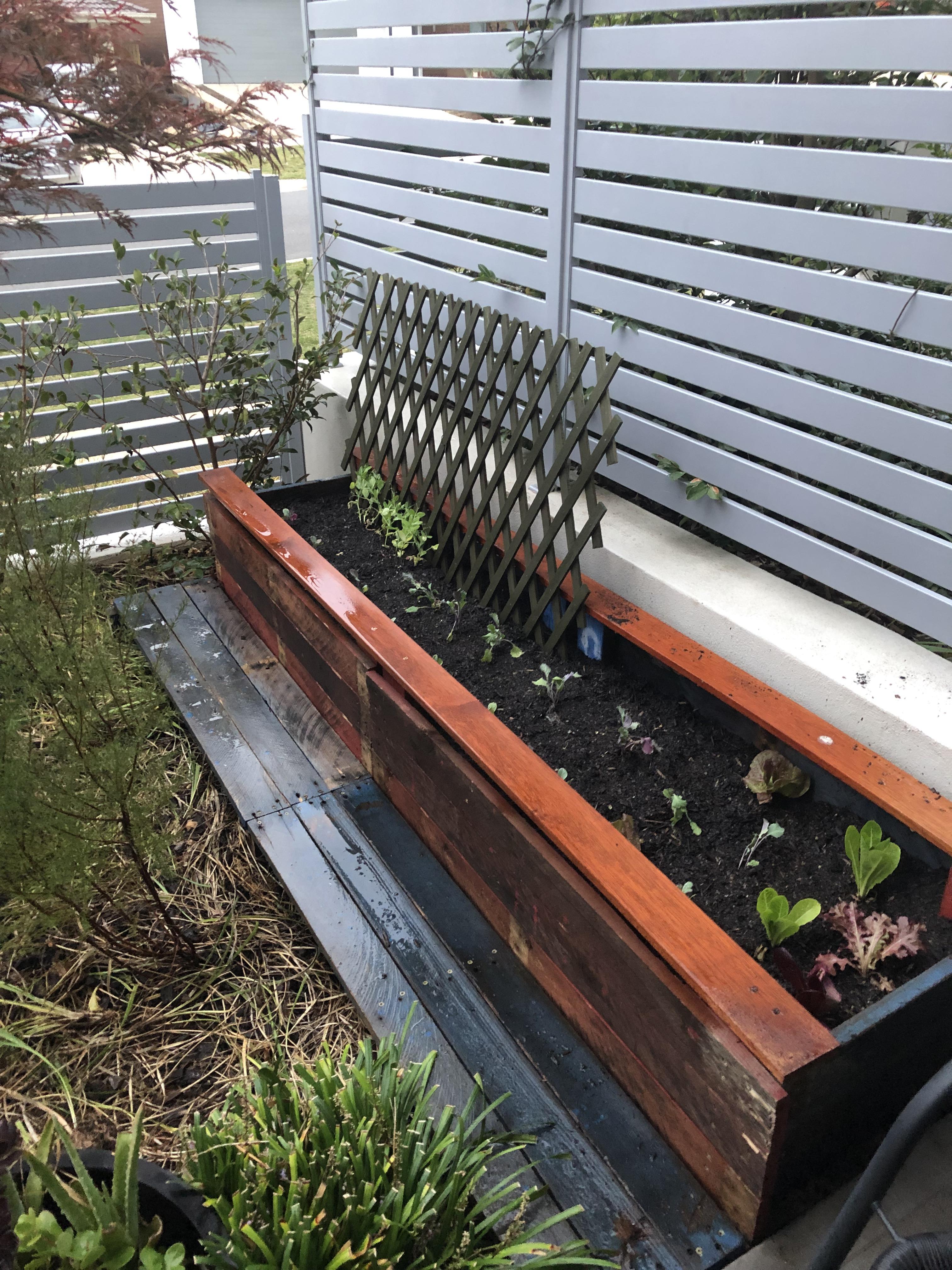 Finished planter in my courtyard. Filled with 16 bags of soil from the