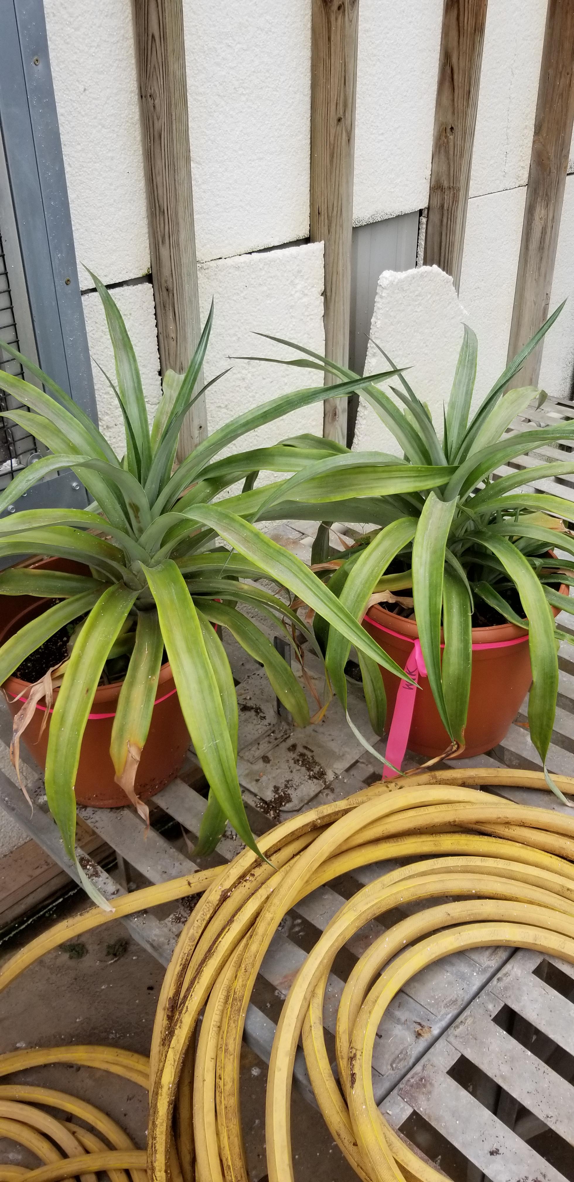 My pineapples are about 1.5 y/o. Do I need to up size the pot? What is a preferred fertilizer