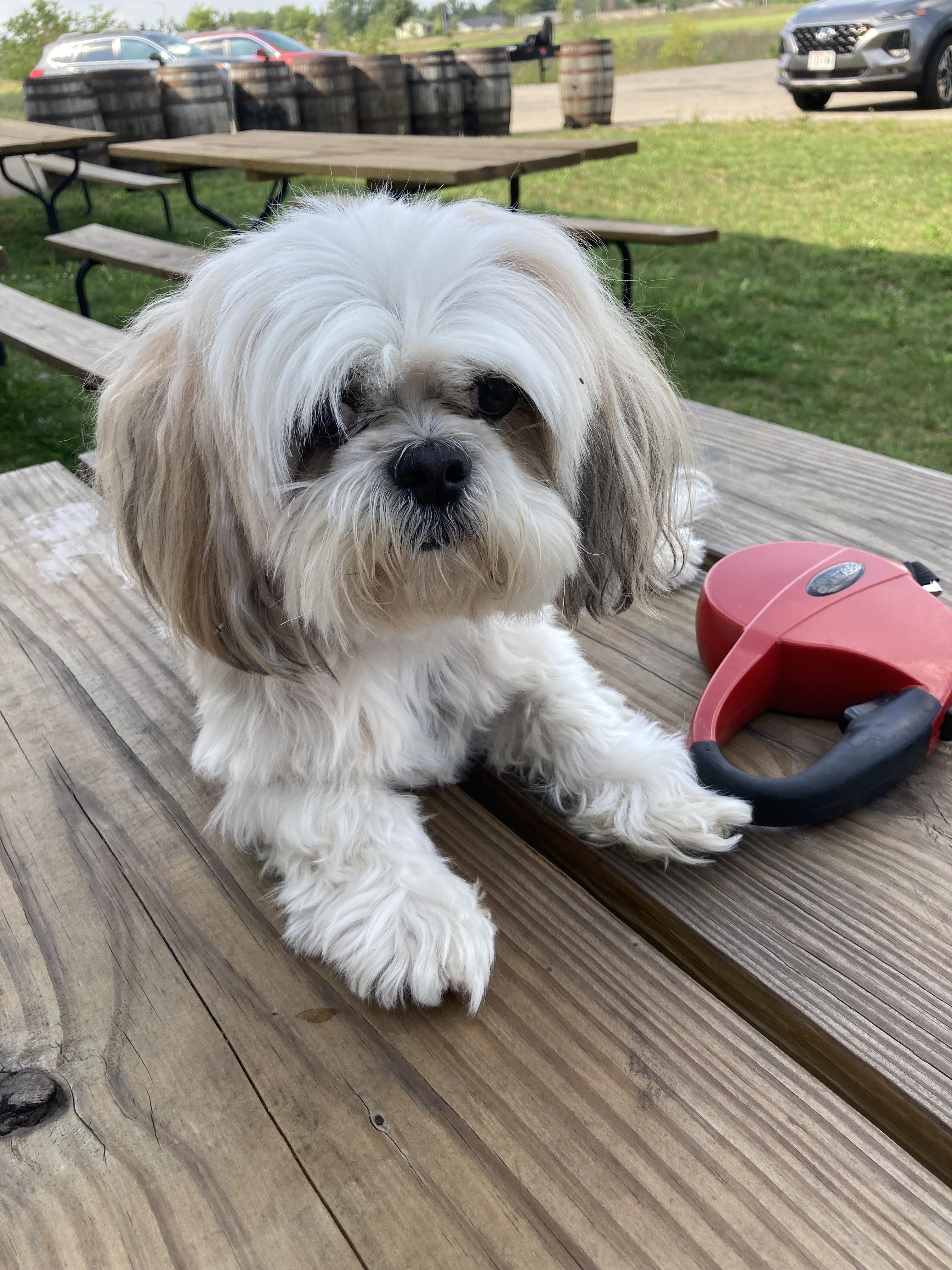 How do you make your Shih tzu comfortable in cold climate? r/Shihtzu