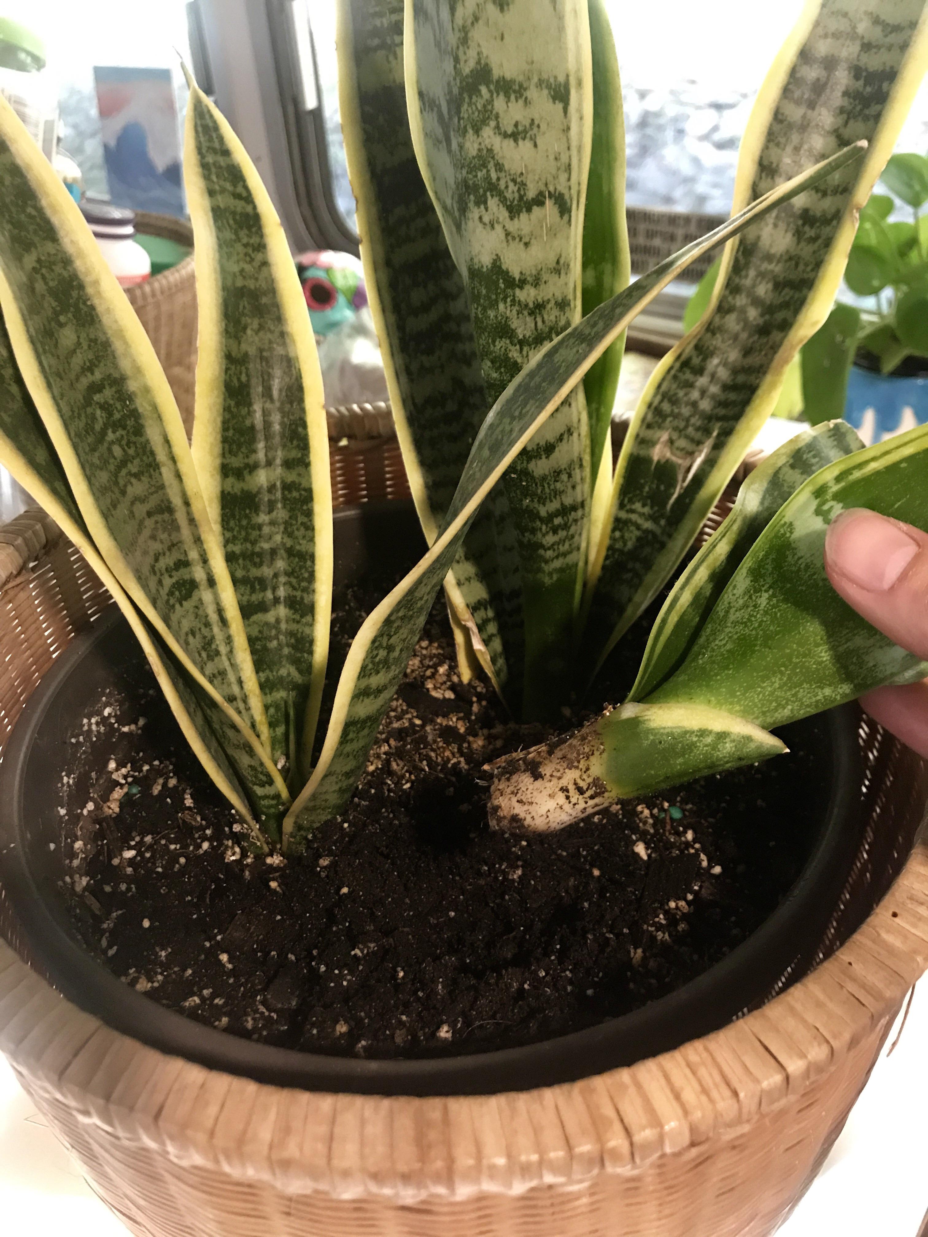 Please help! Can I save this piece of my snake plant? What do I do? I think I overwatered at the
