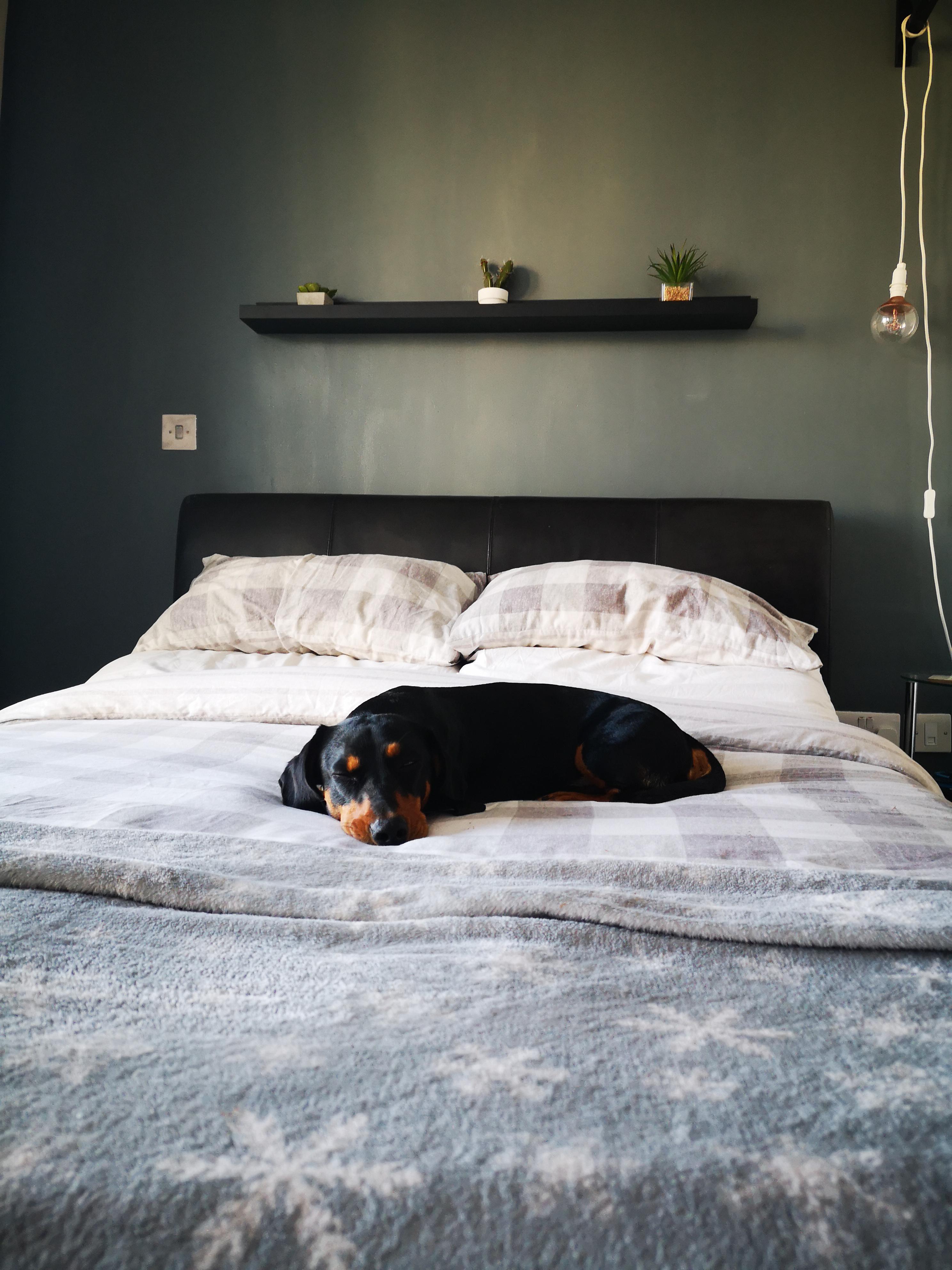 New accent wall and shelf. Somebody is enjoying our newly decorated