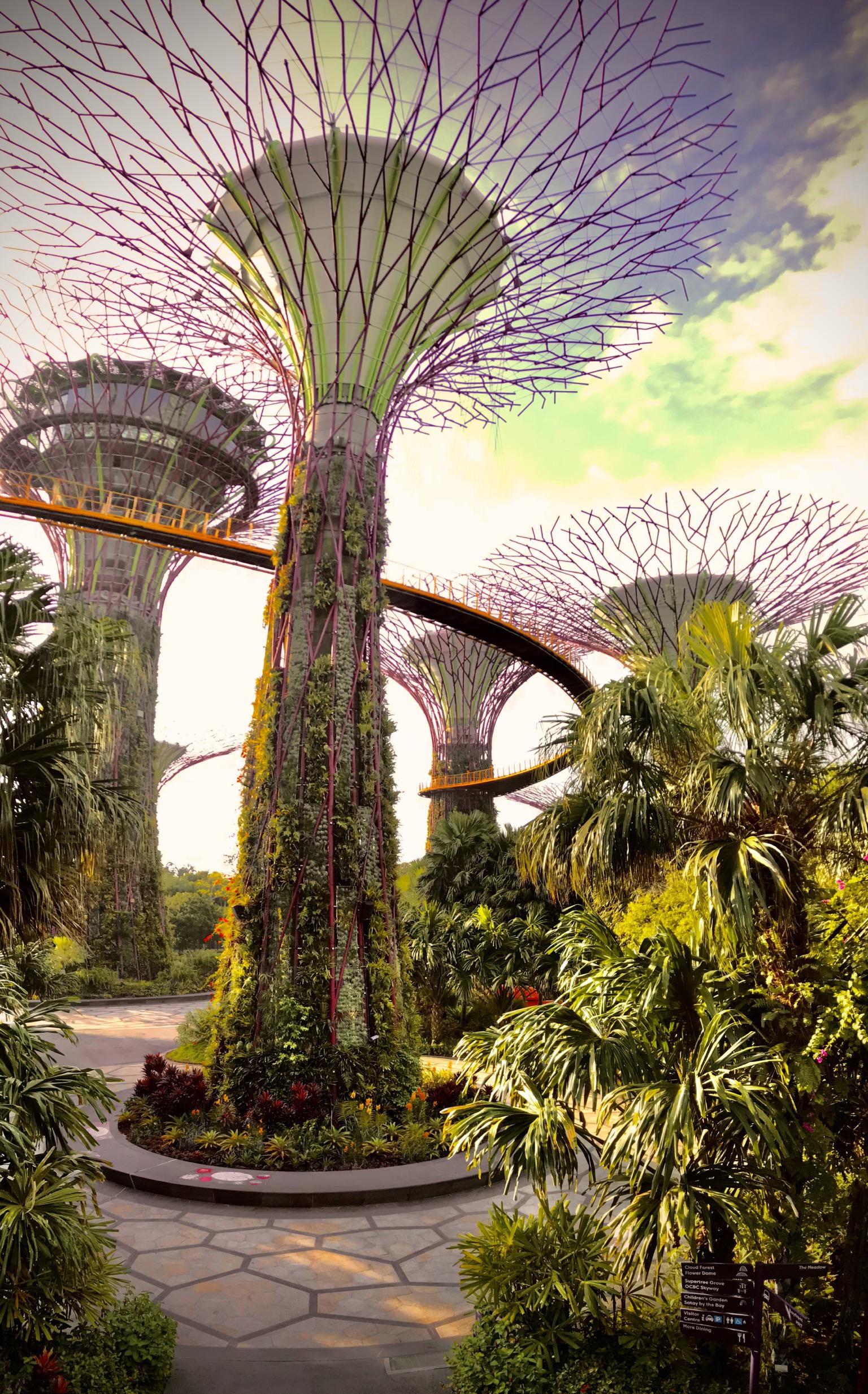 ITAP of Singapore’s Supertree Grove r/itookapicture