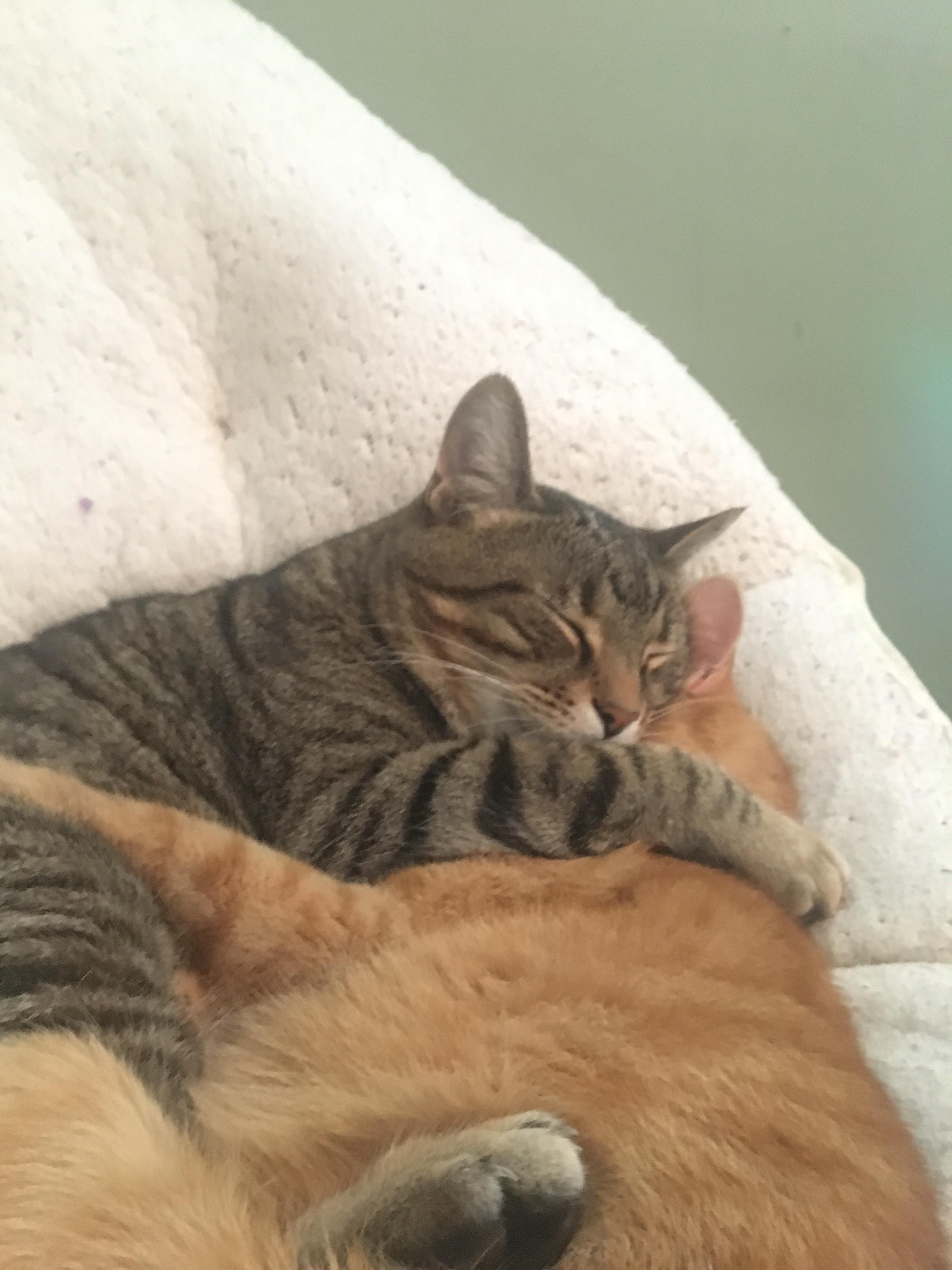 My cats sleeping together. r/aww