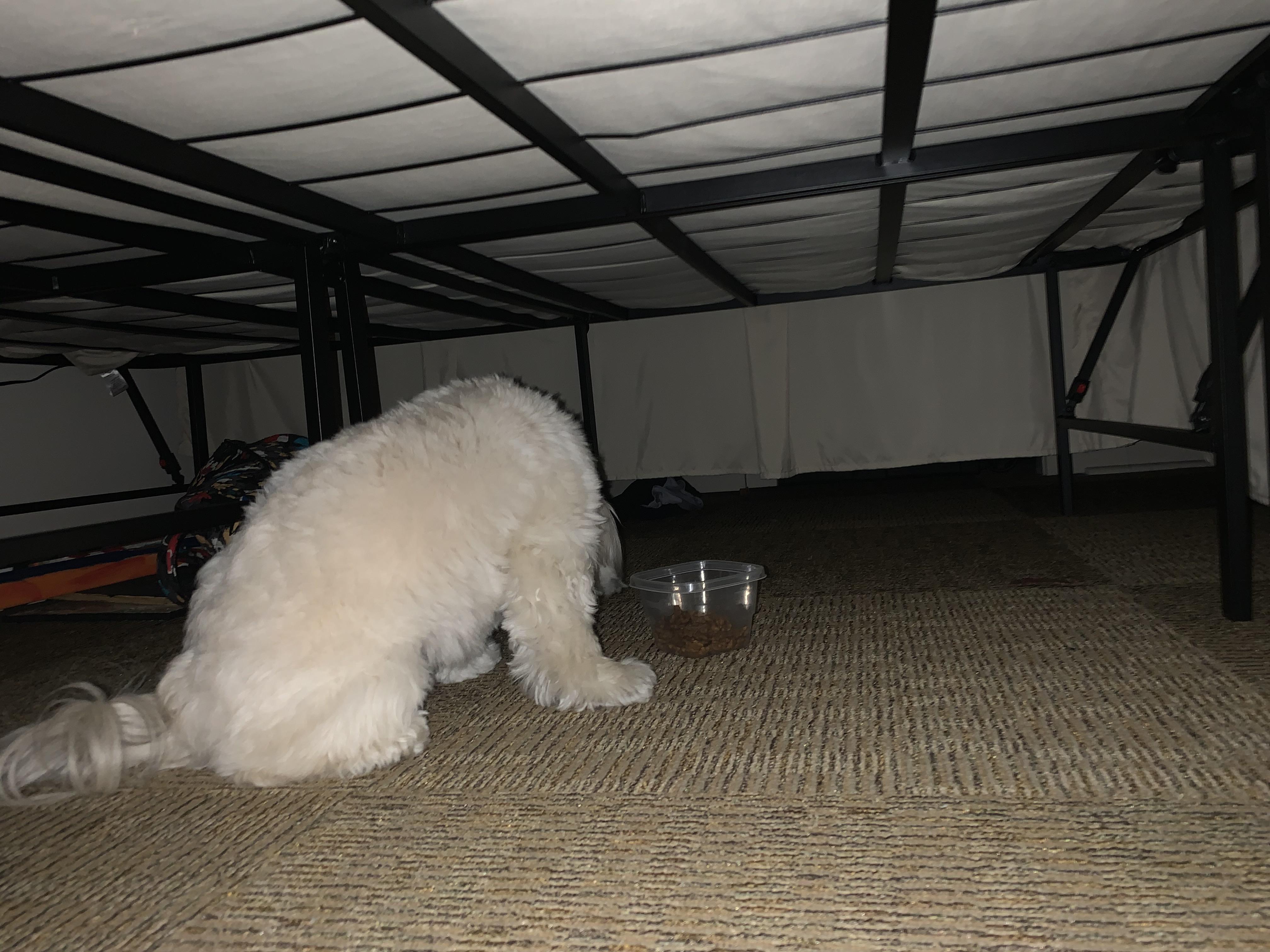 Why Does My Dog Lay By His Food Bowl