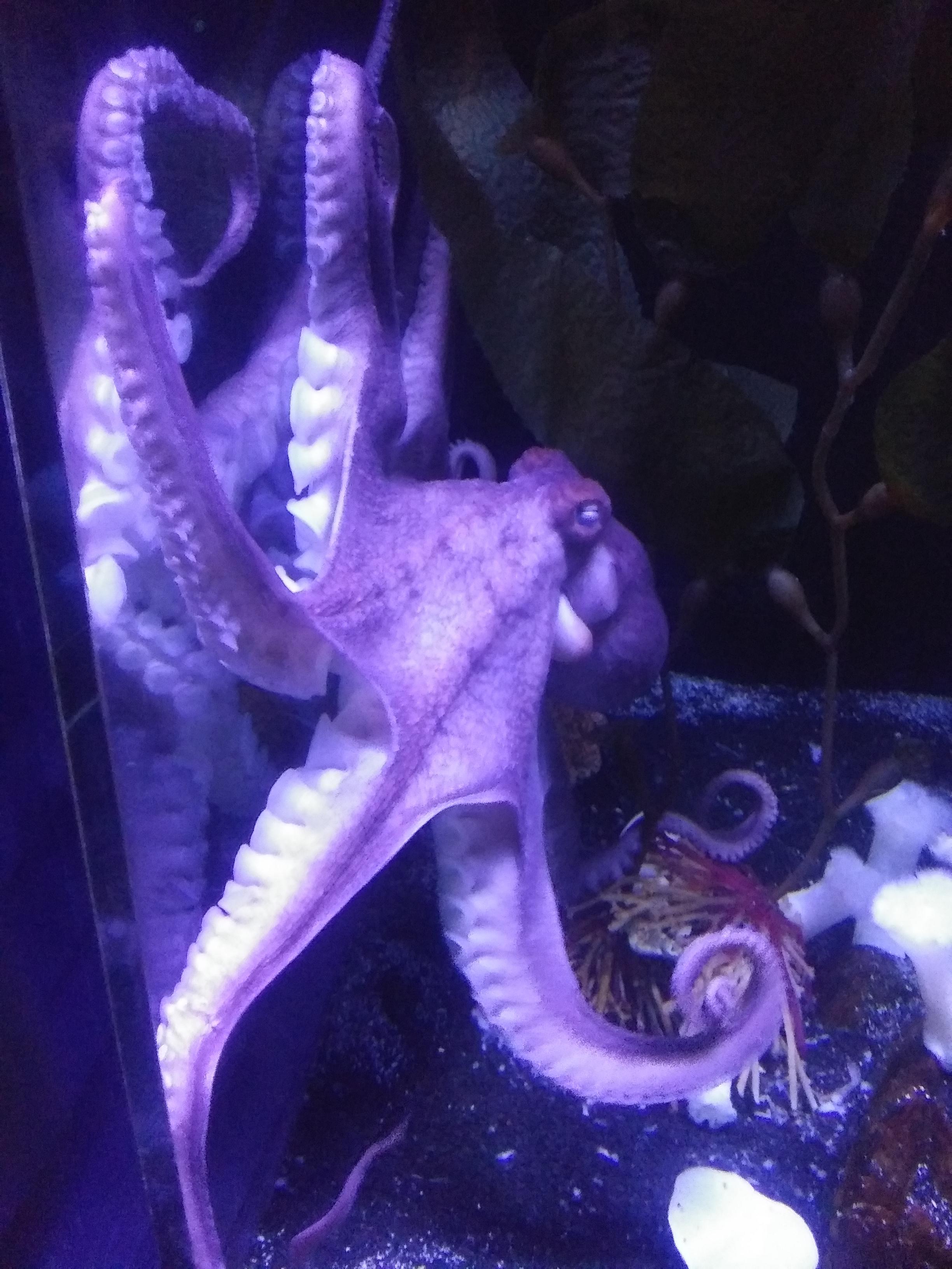 This octopus at the Ripley's Aquarium in Myrtle Beach r/Aquariums