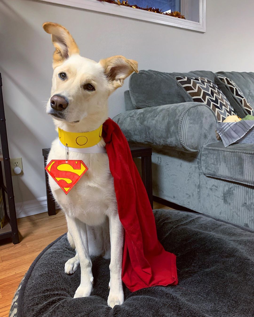 Accurate Halloween costume (Lacy the Dog Krypto in Titans as.... Krypto