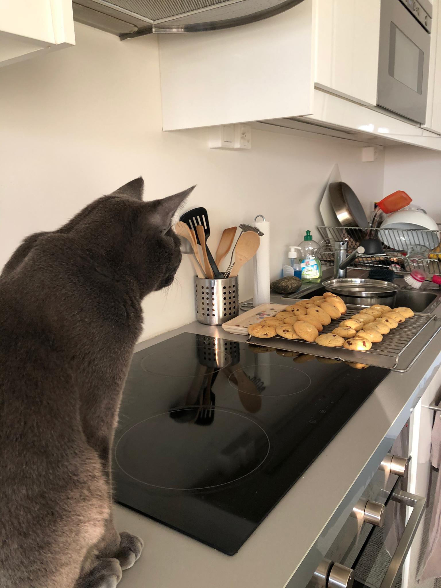 Phil Christmas Cookies Reddit Dive into anything