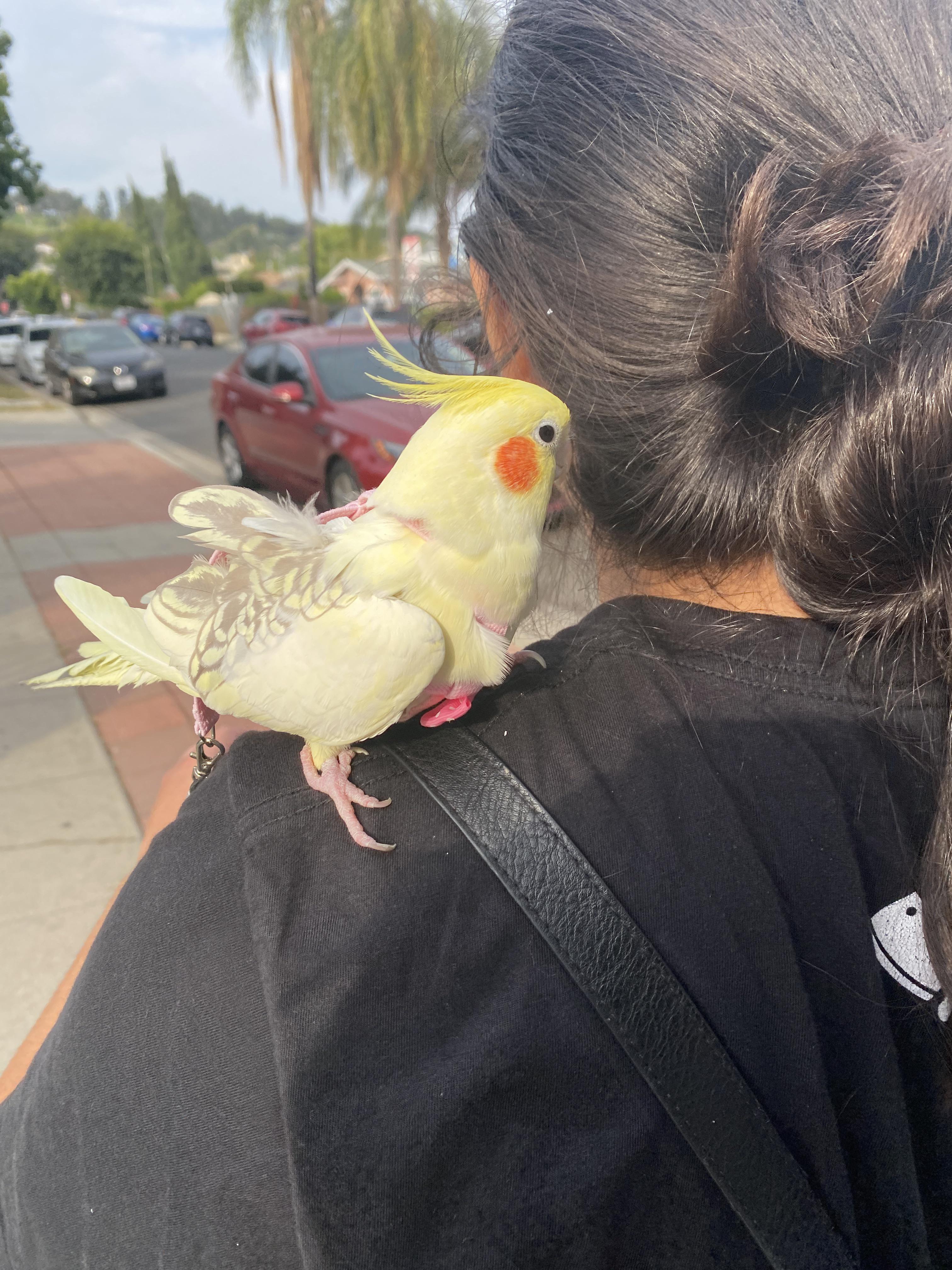 Our first walk together r/cockatiel