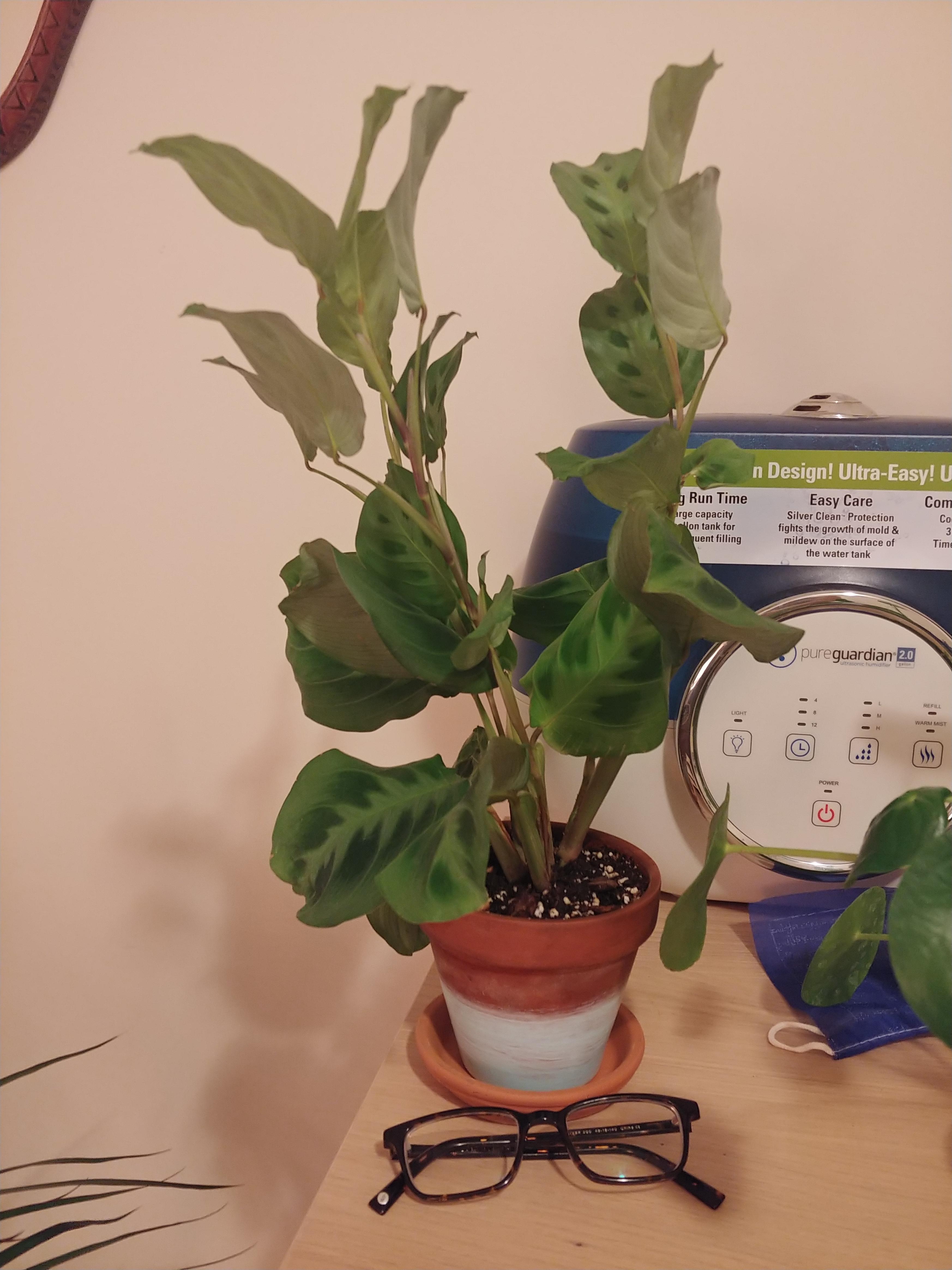 Prayer plant is growing like crazy! Not sure what to do next...stake it