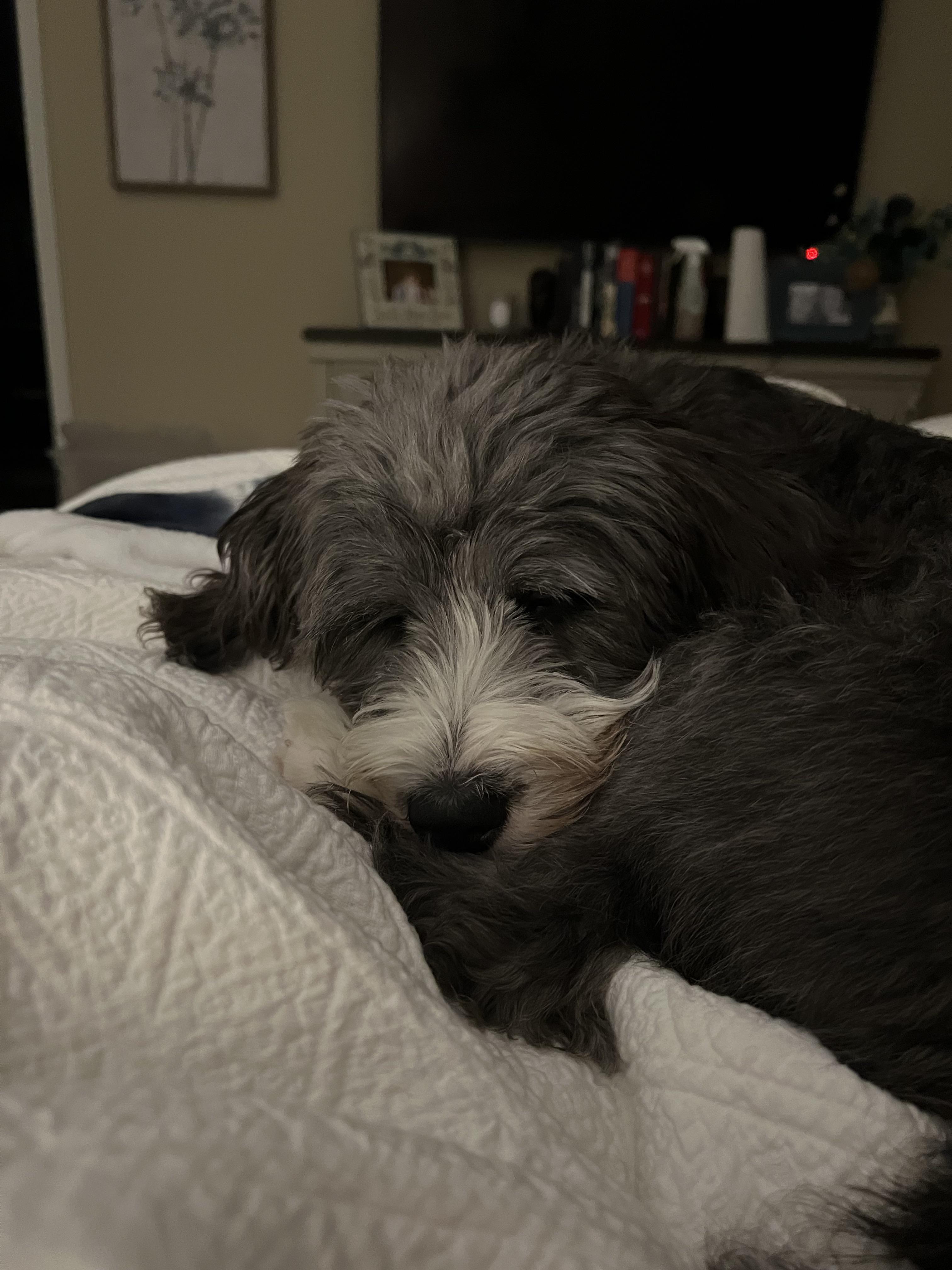 Goodnight Bernedoodle community! r/Bernedoodles