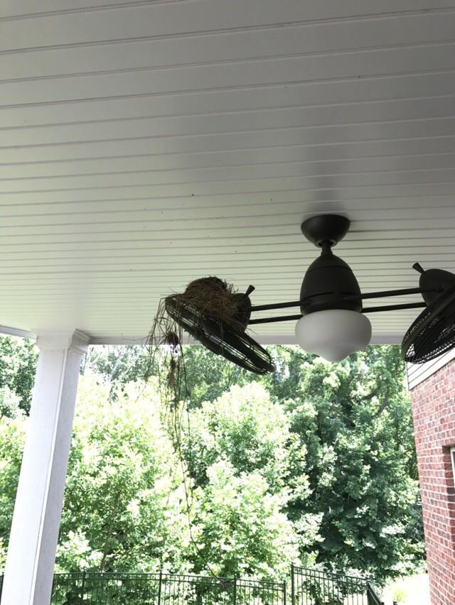 Bird's nest built on my ceiling fan overnight. It's not easily