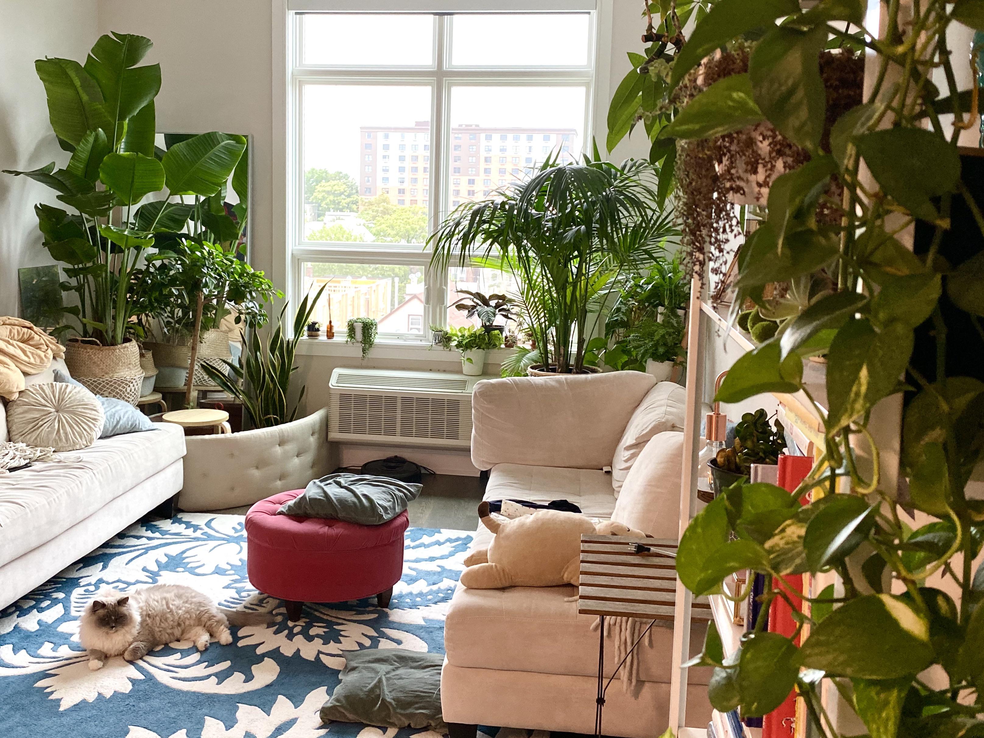 So proud of my living room jungle. plants