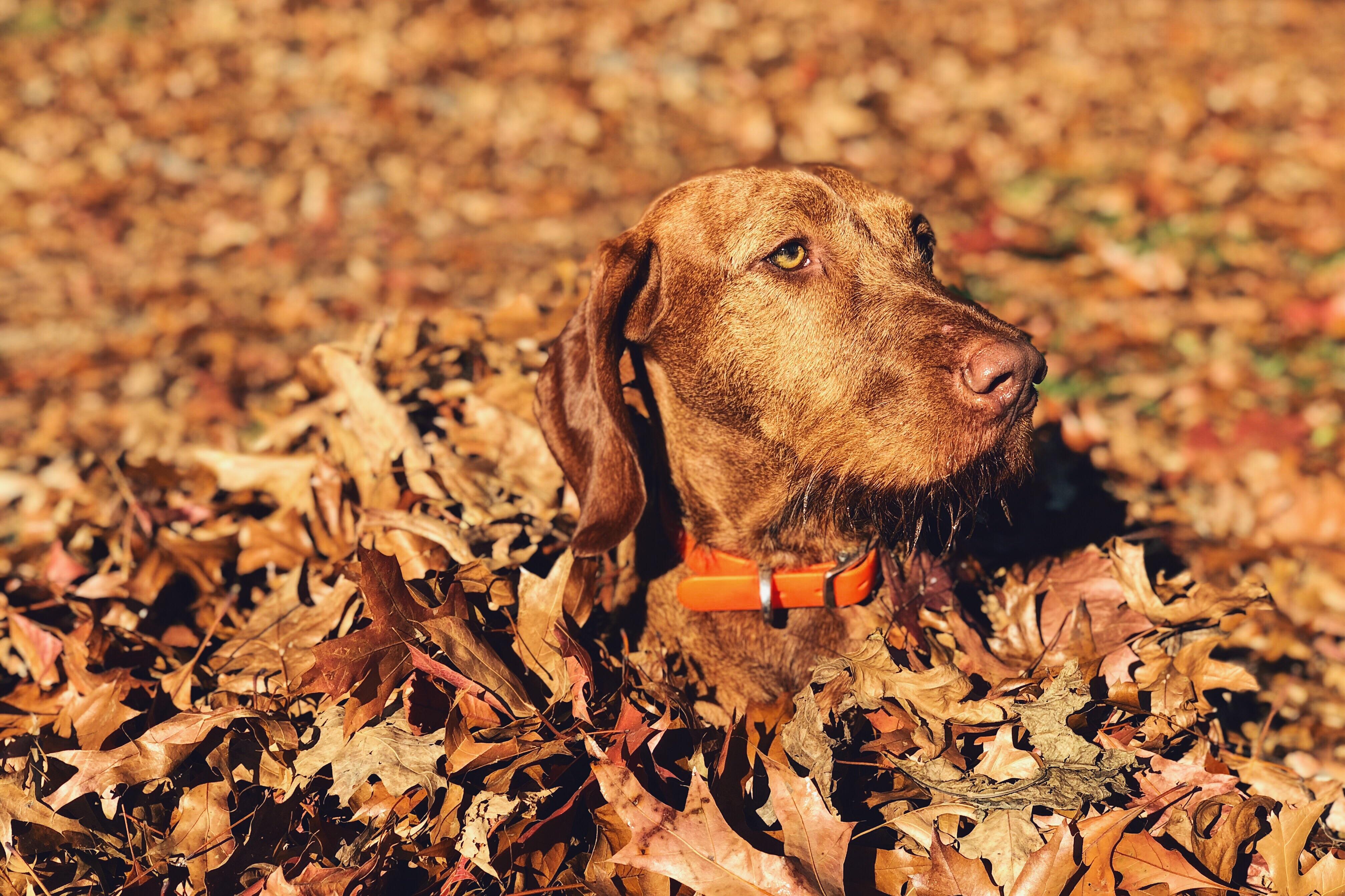 How’s my camouflage? r/dogpictures