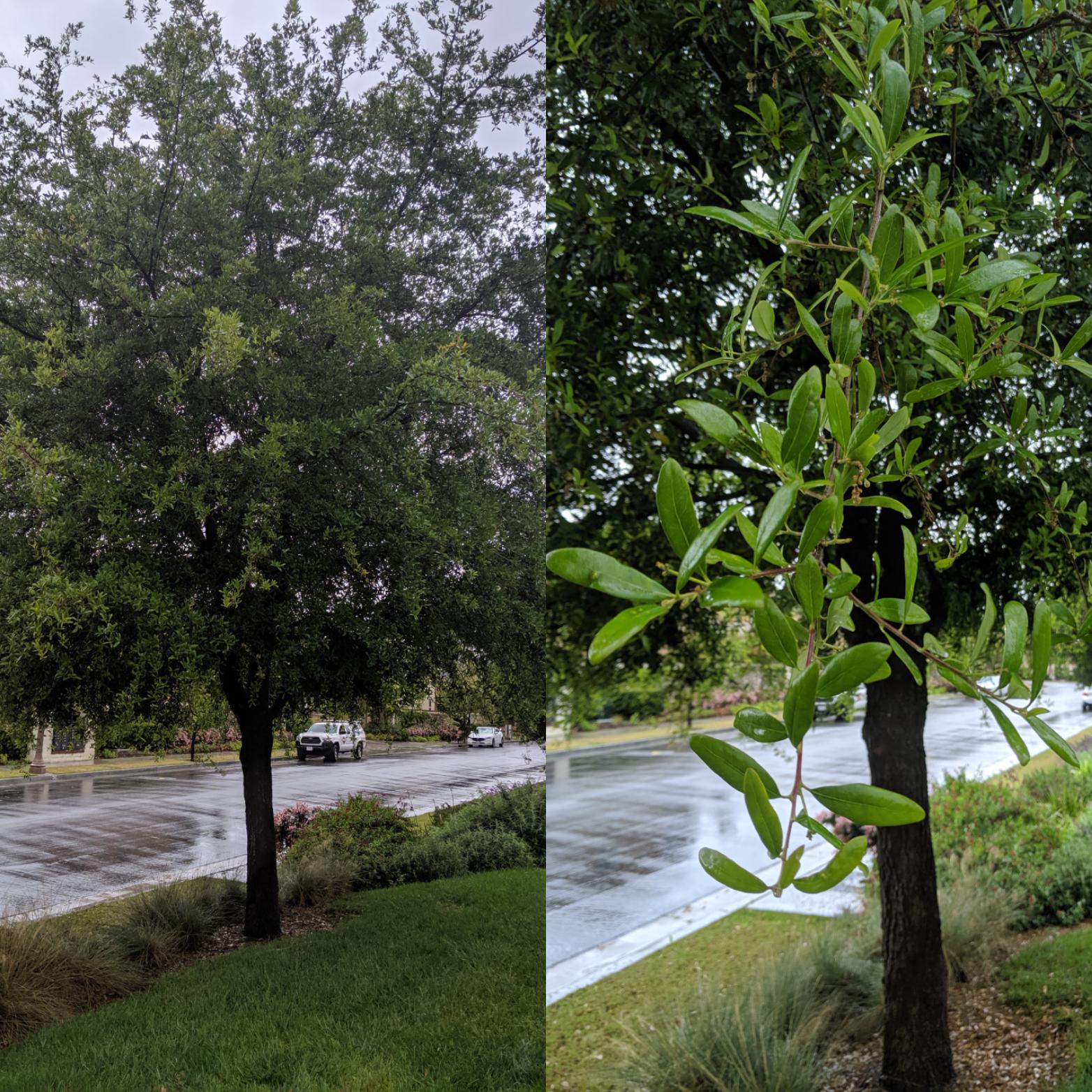 What tree is this? Orange County, CA. r/treeidentification