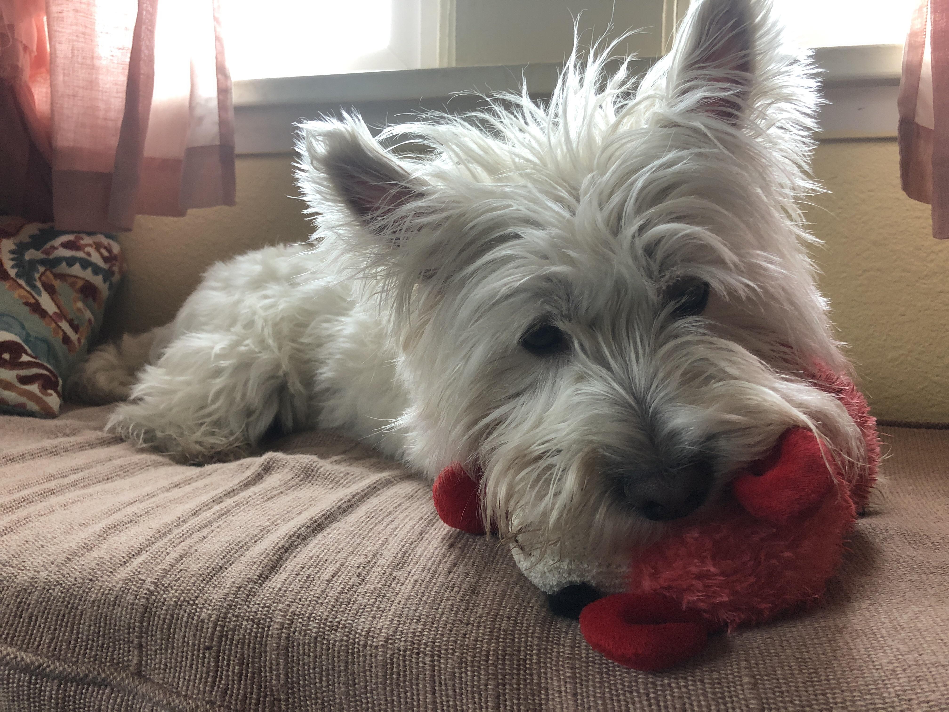Westies love their babies r/westies