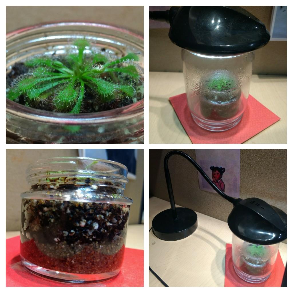 My tiny desk terrarium set up at the office r/SavageGarden