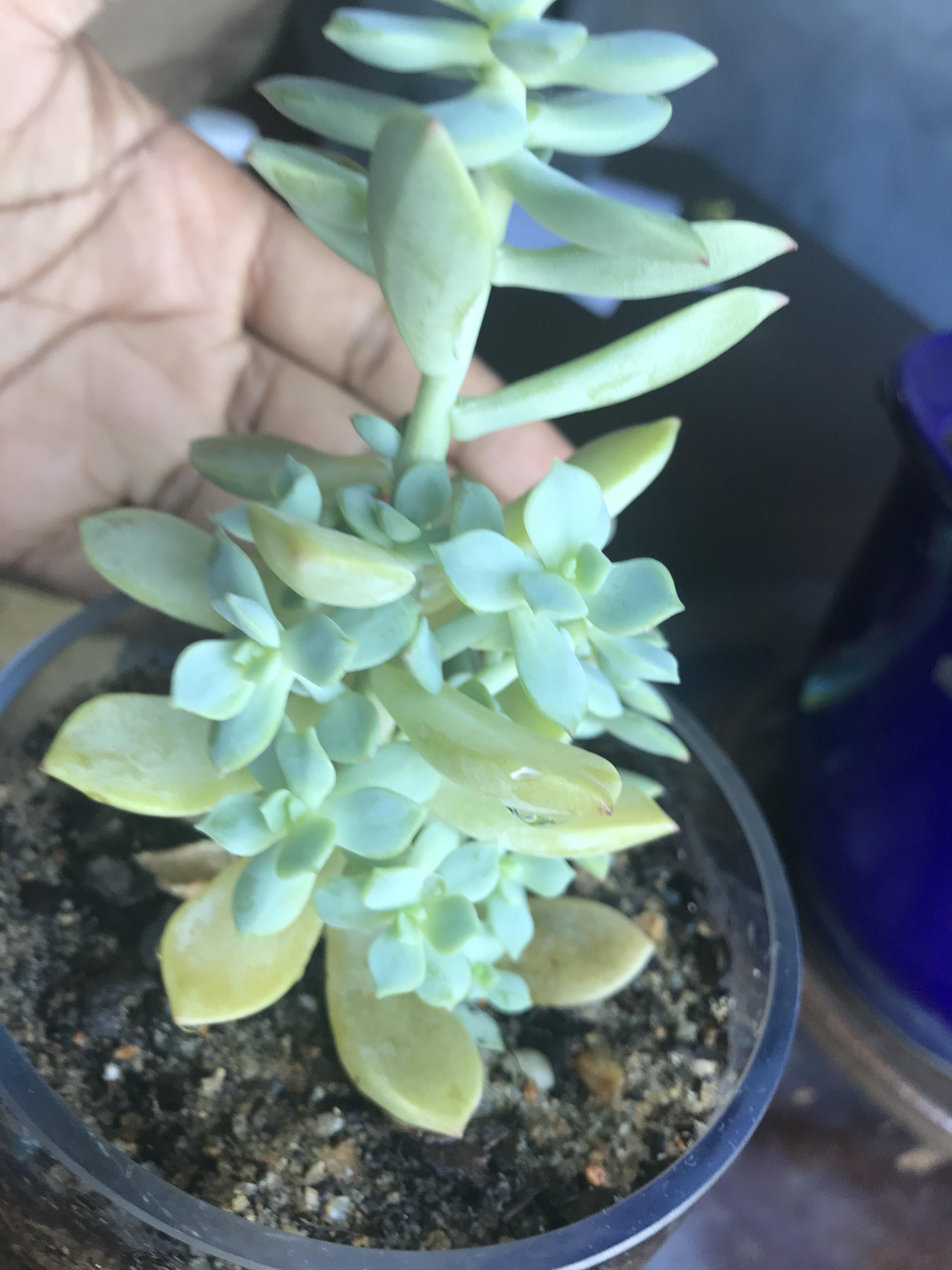 I don't know what I did wrong, the bottom leaves are