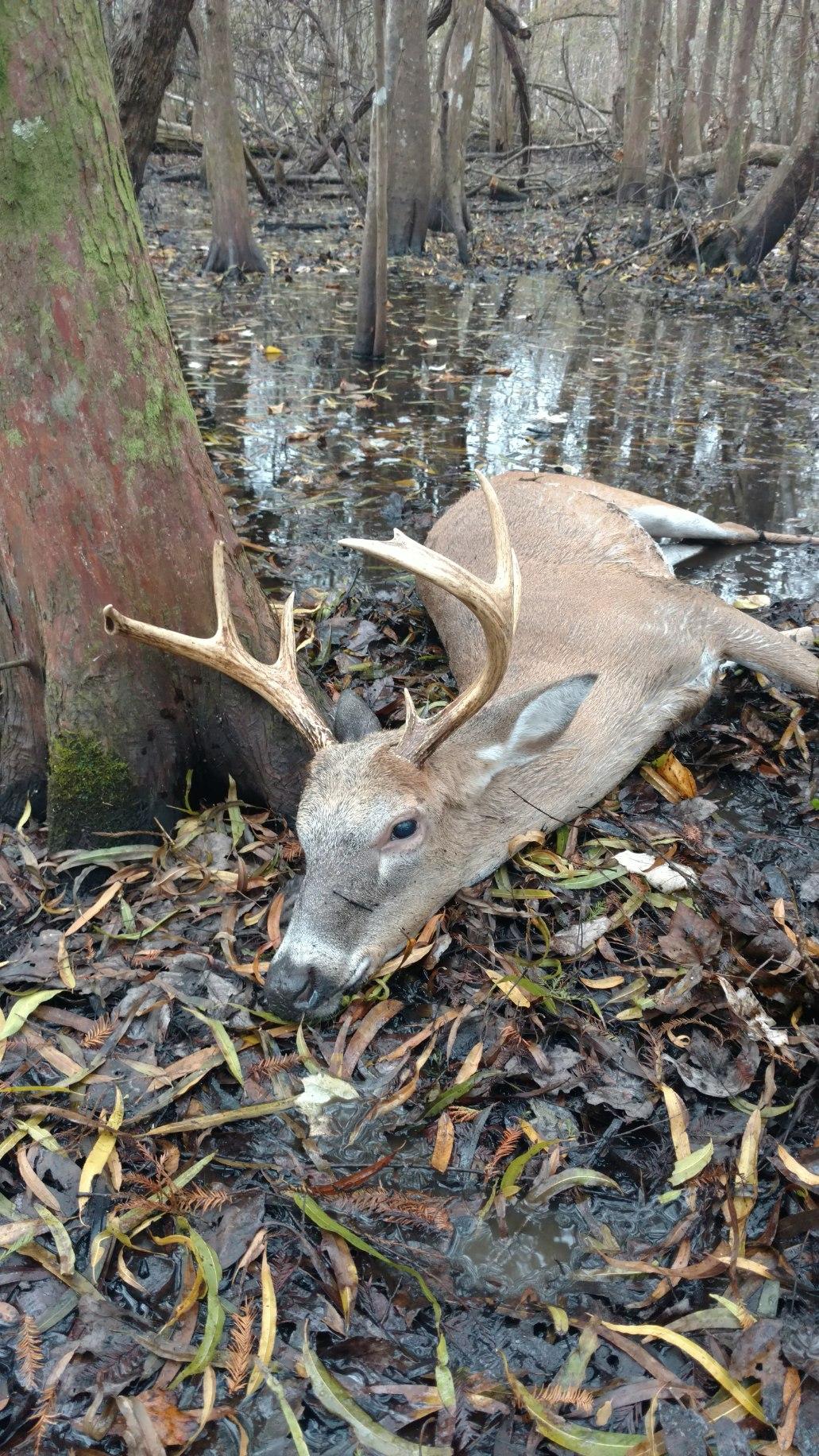 South Louisiana swamp kill yesterday evening. r/Hunting