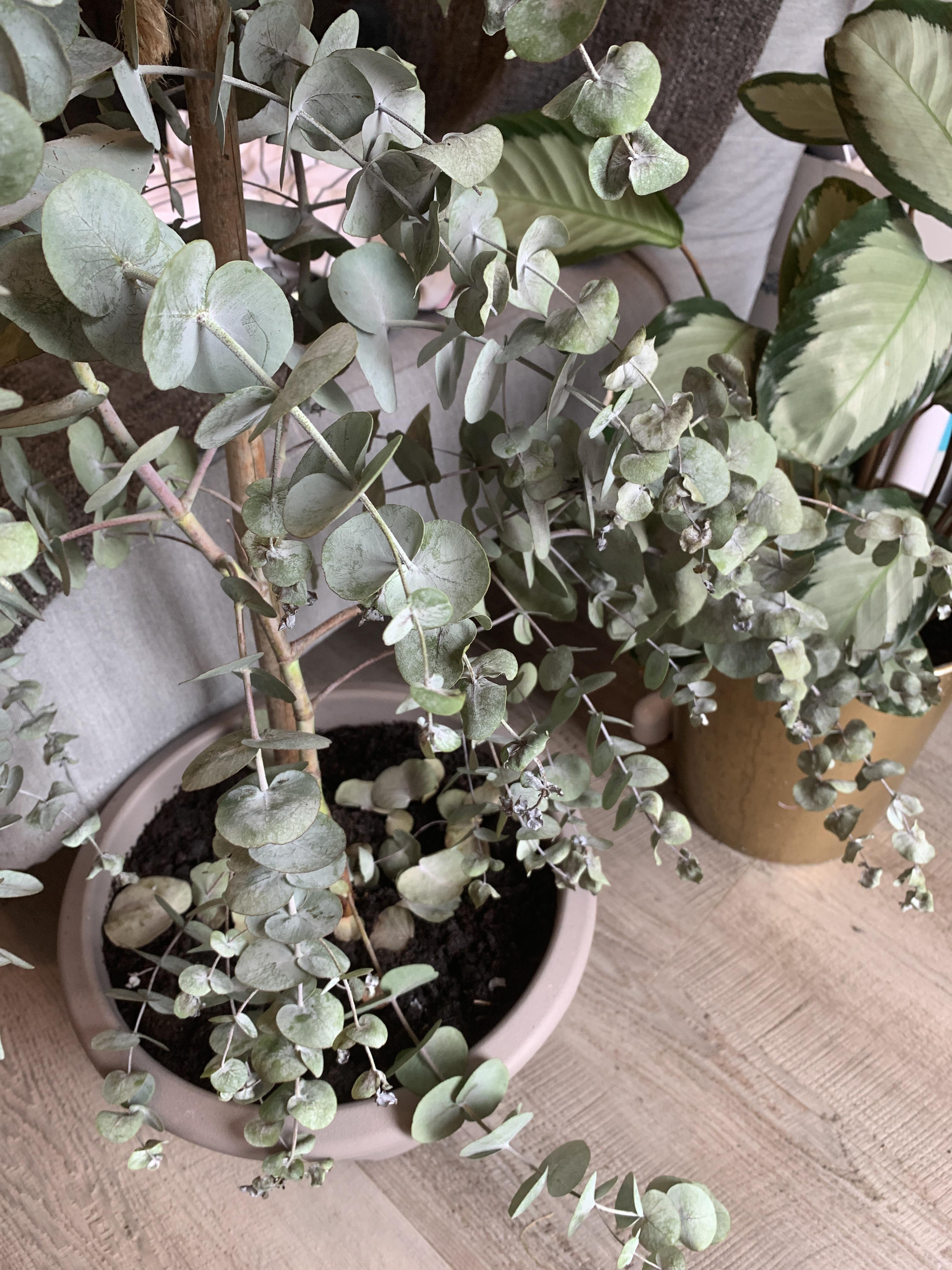 Sad, sad eucalyptus tree r/plantclinic