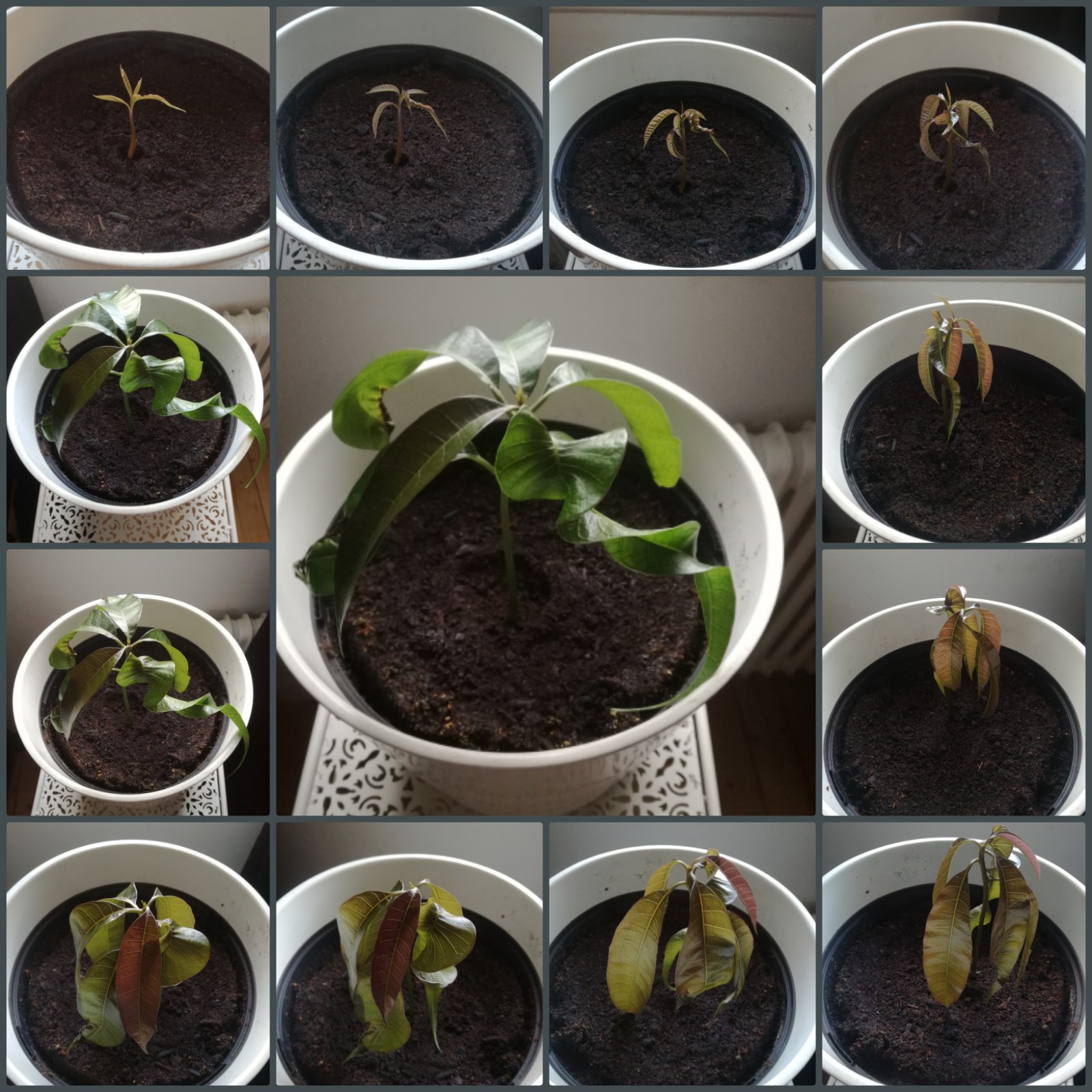 Every day I took a picture of my mango growing indoors. Here are the