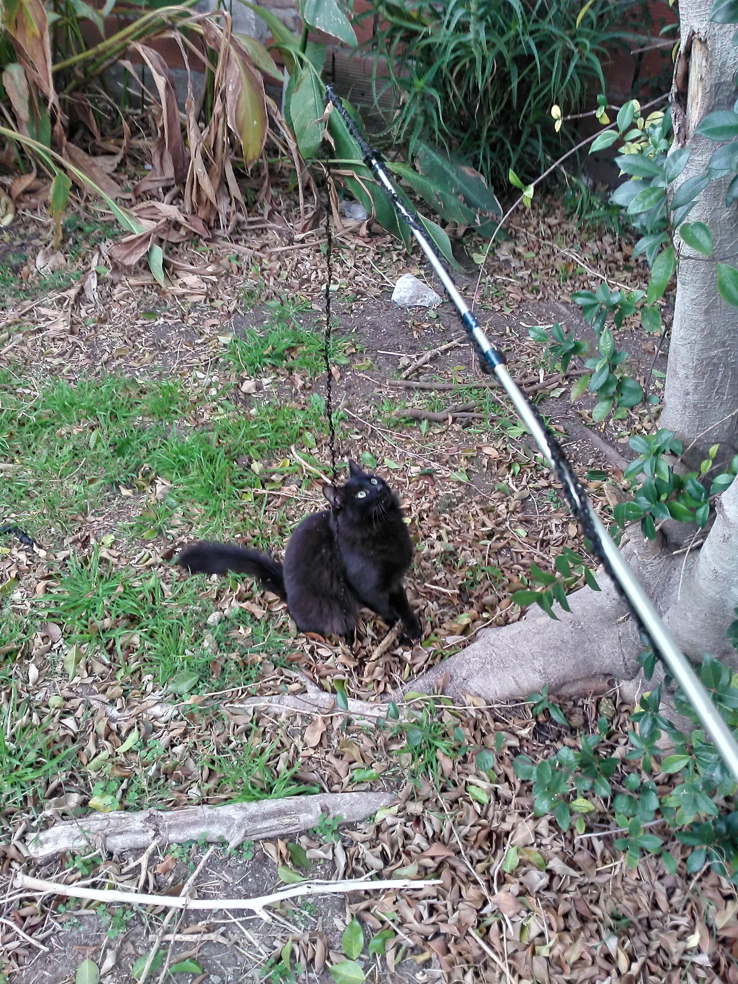 Is this what catfishing means? r/aww