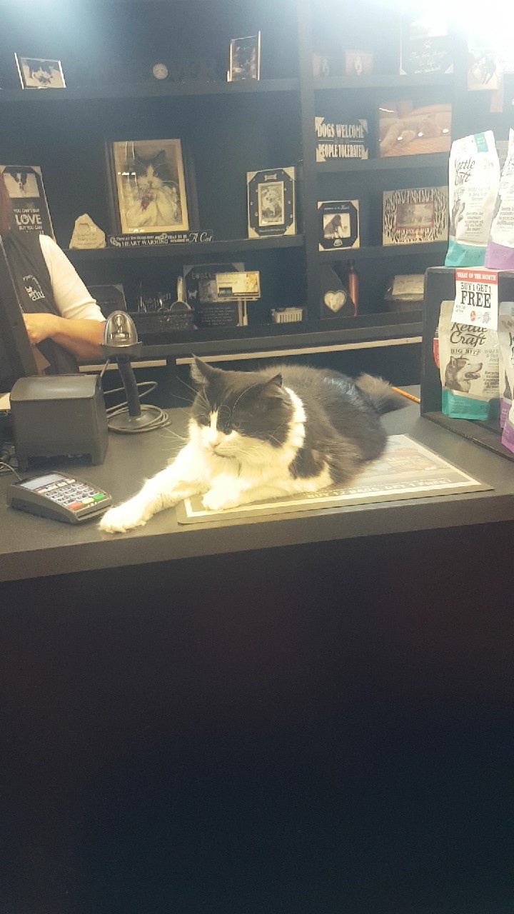 Pet Shop Clerk r/Catswithjobs