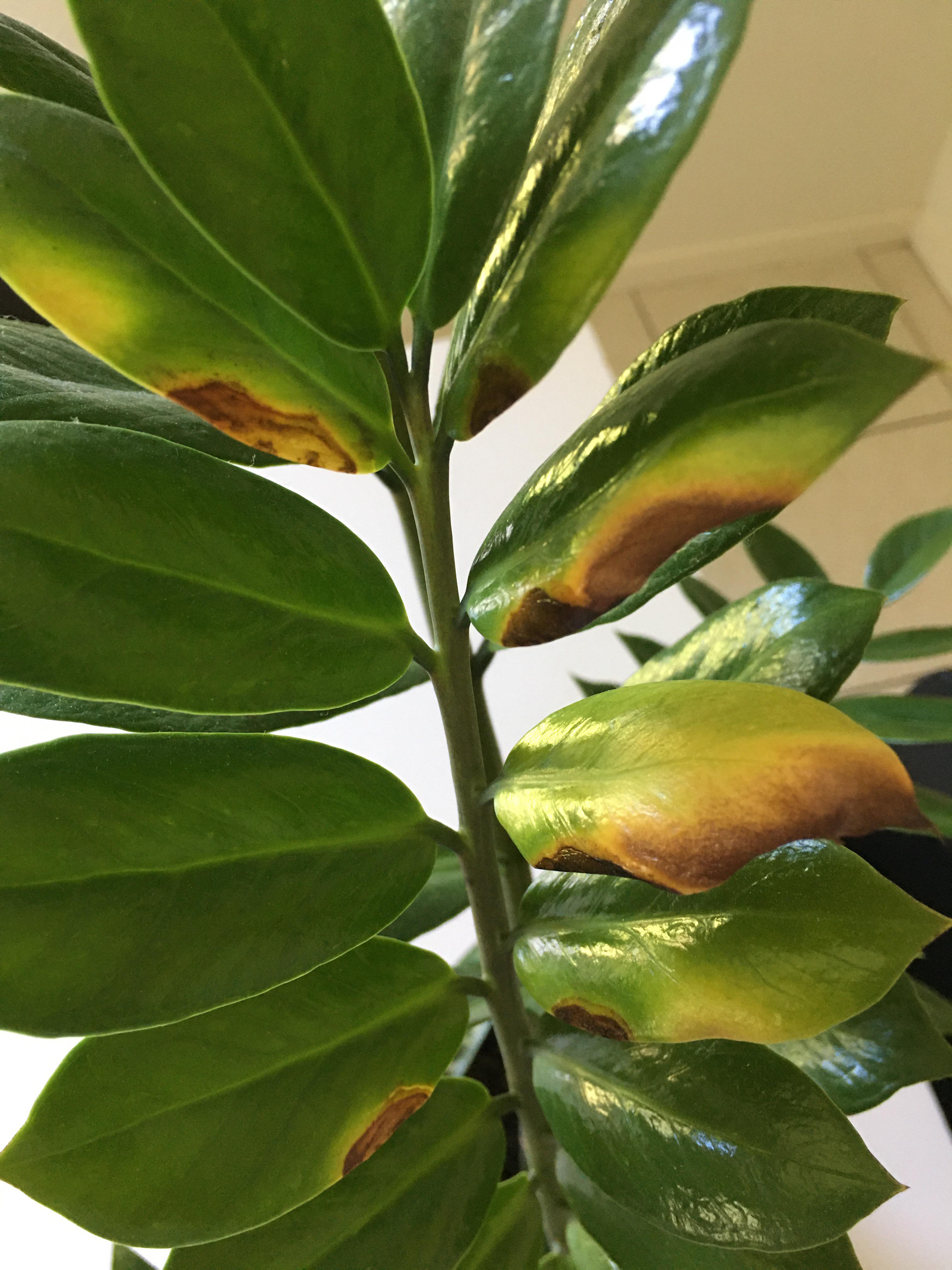 Brown spots on leaves of ZZ plant. HALP! Does anyone know what this