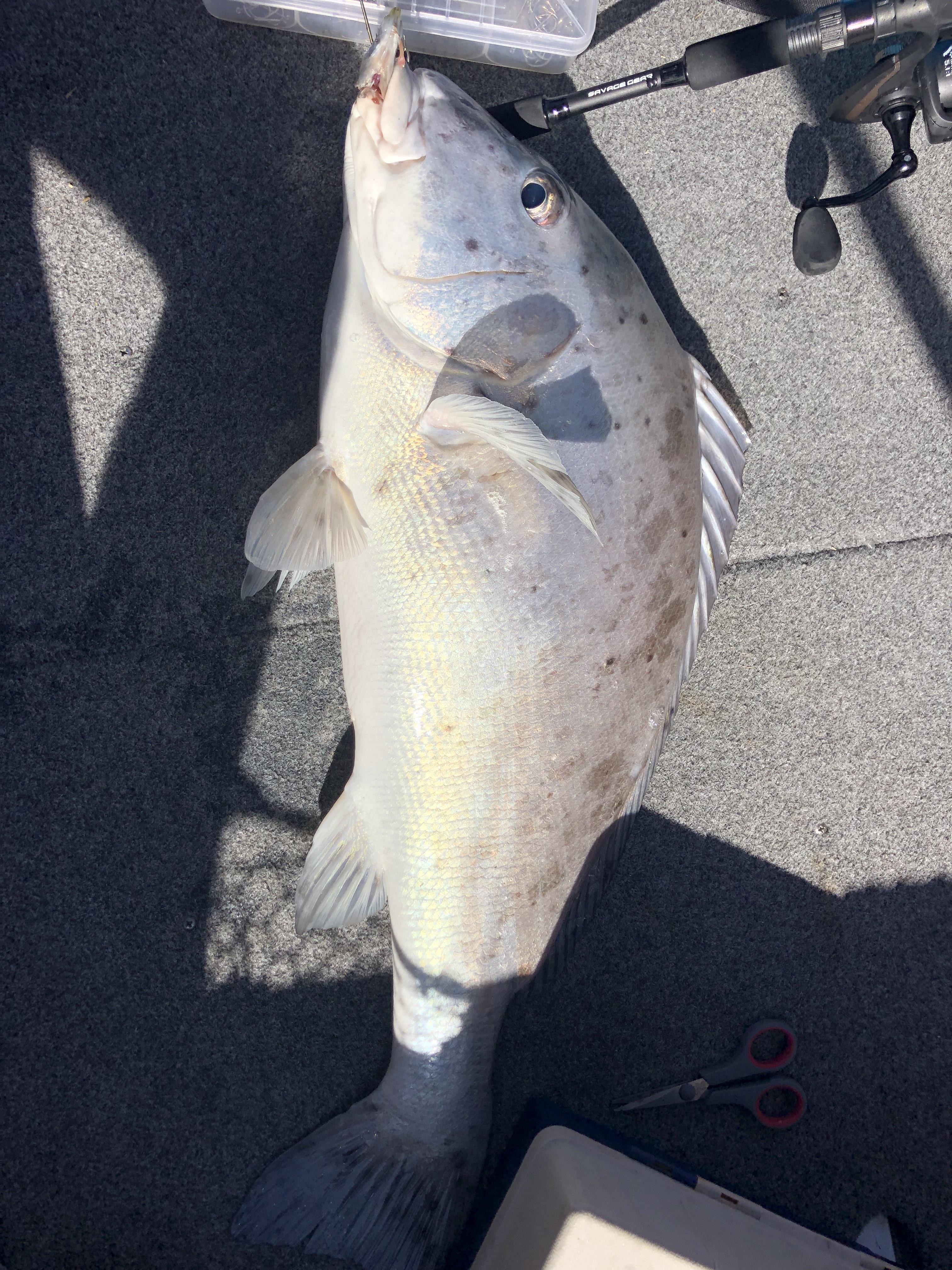 What’s this fish? Saltwater Australia East Coast r/Fishing