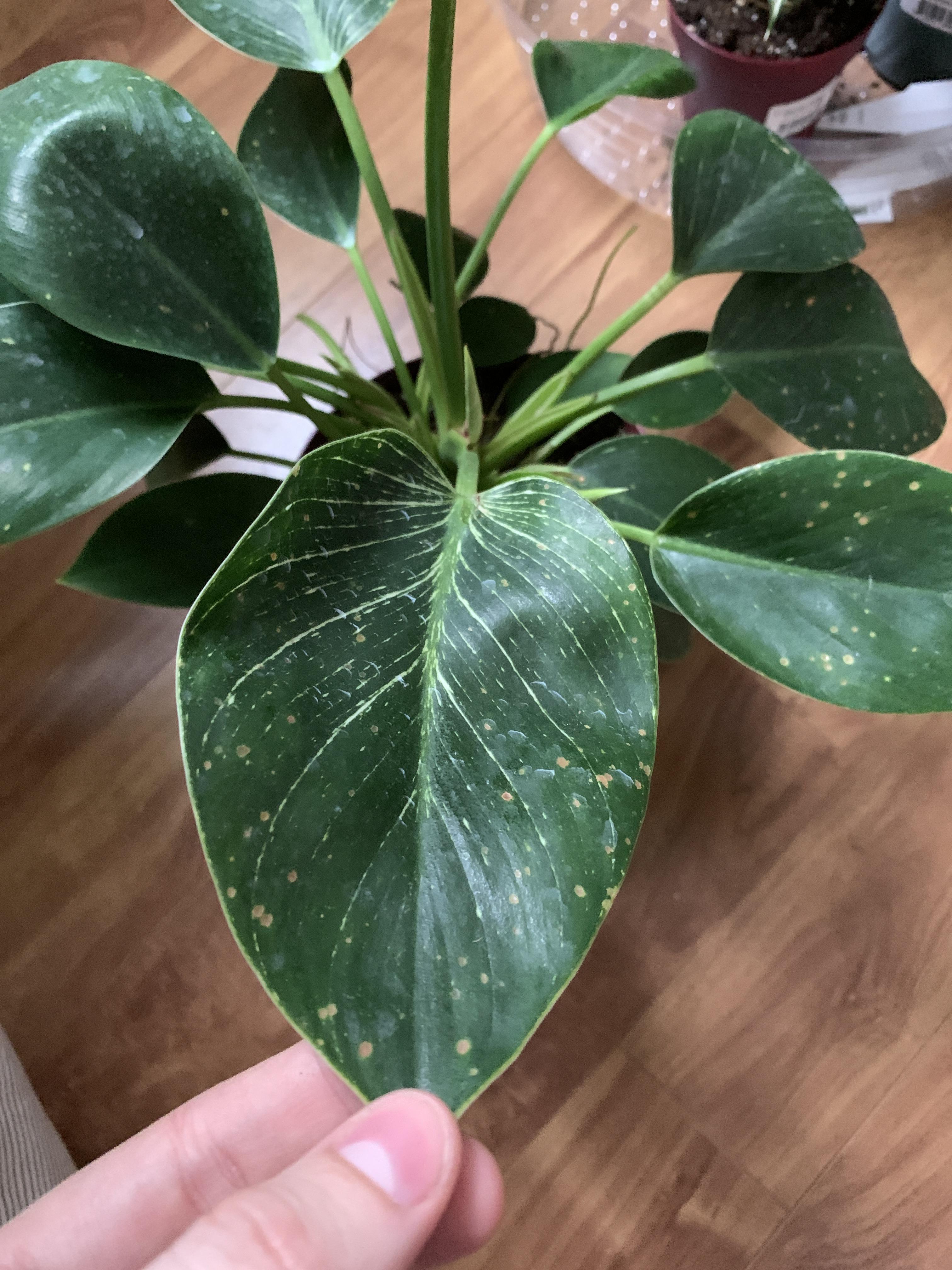 What are these brown dots on my philodendron? r/plantclinic