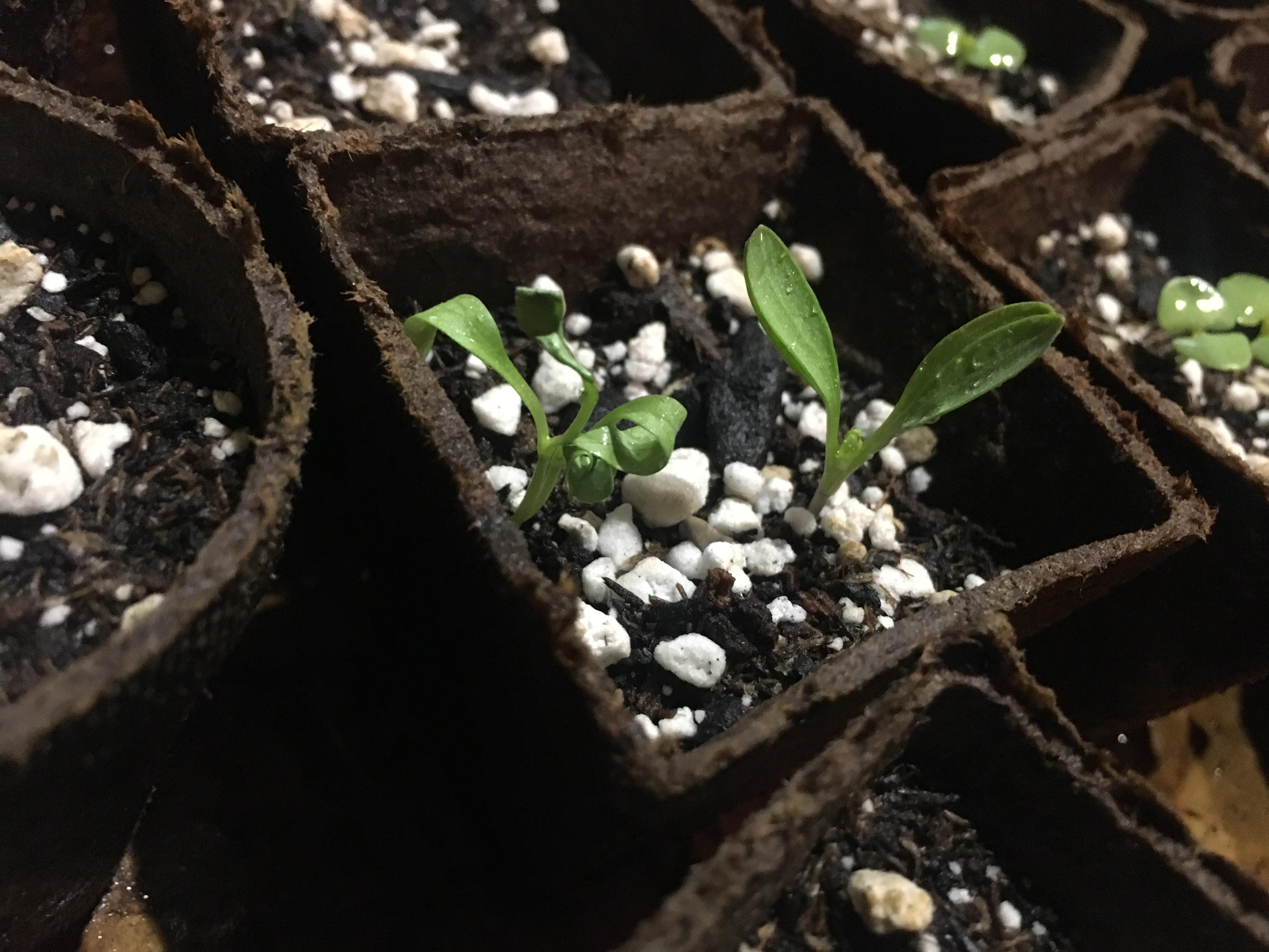Why is one of the cilantro babies curling it’s leaves? 🤔 r/gardening