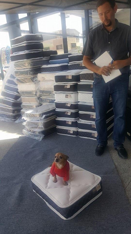 This mattress store gives your dog a free mattress when you buy one for yourself r