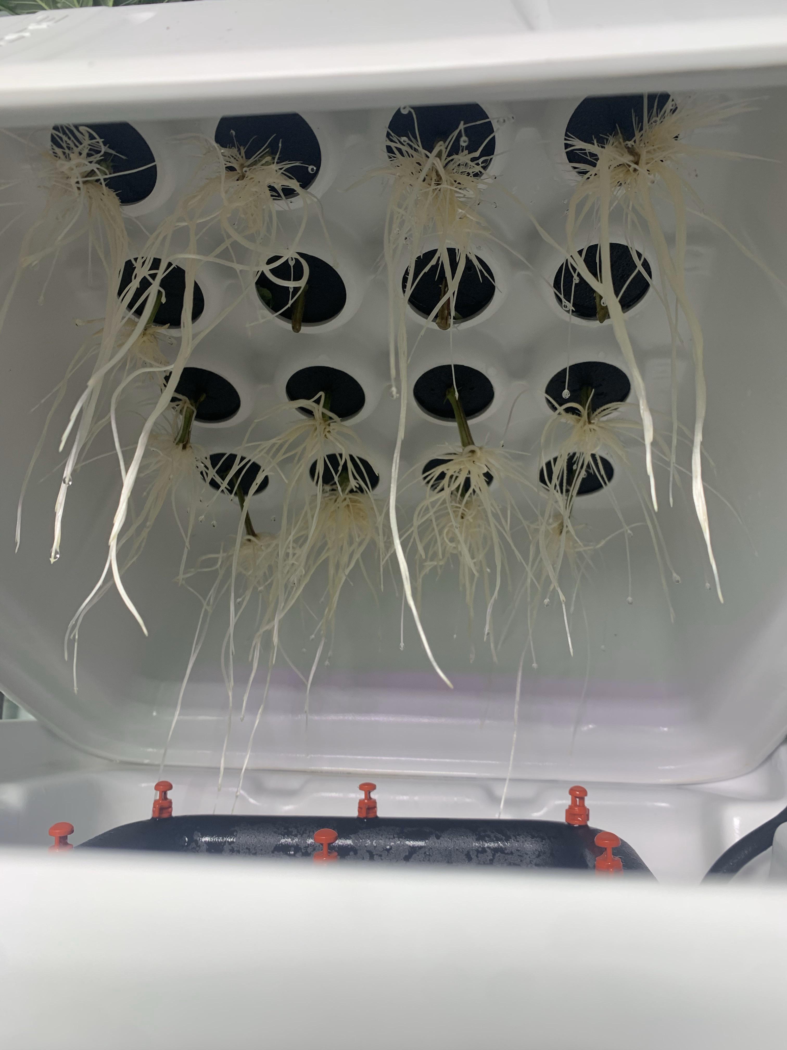 First time using EZcloner. Would you call these ready for transplant