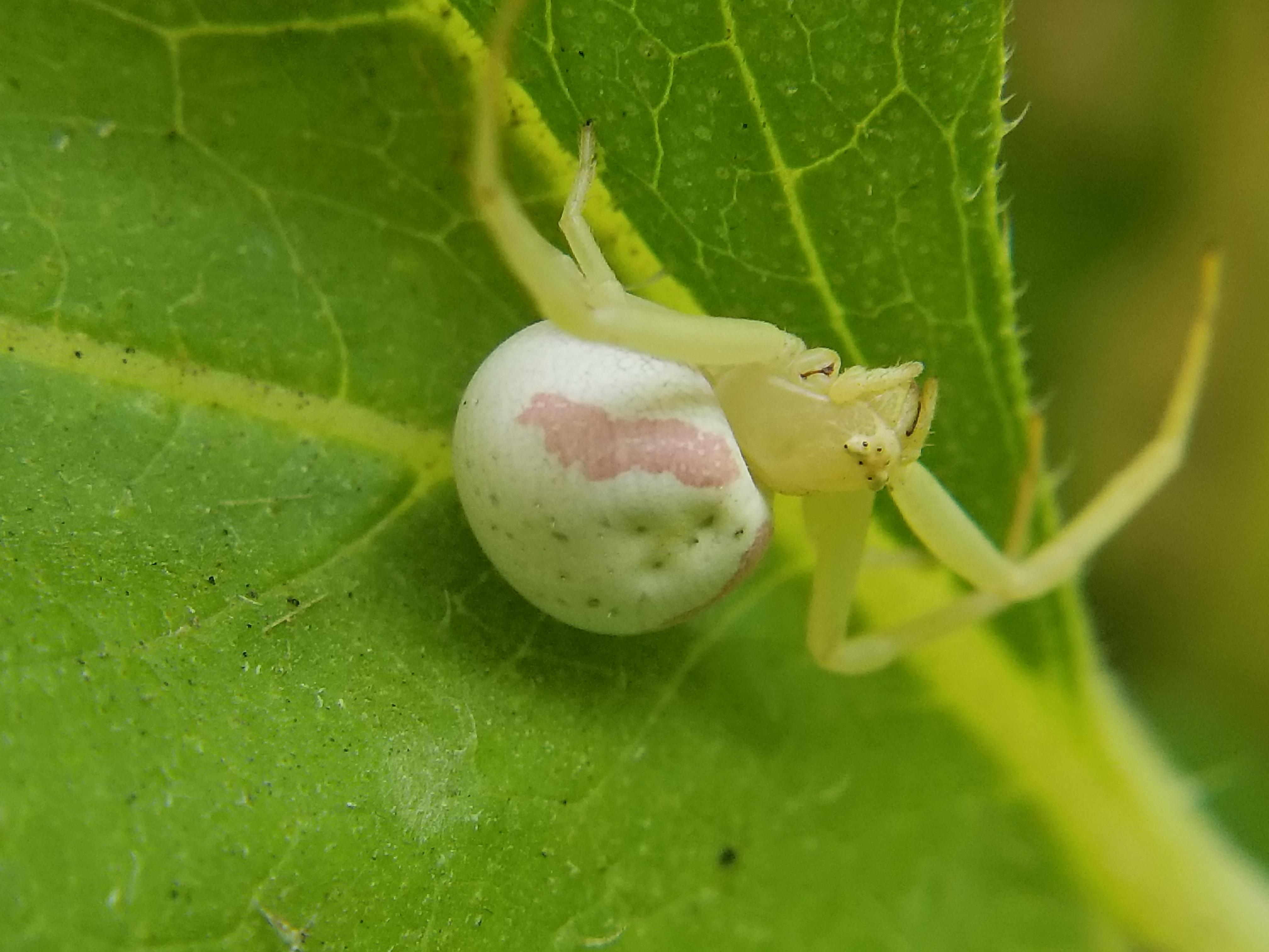 Who knew these crab spiders were so common? I have at least a few dozen