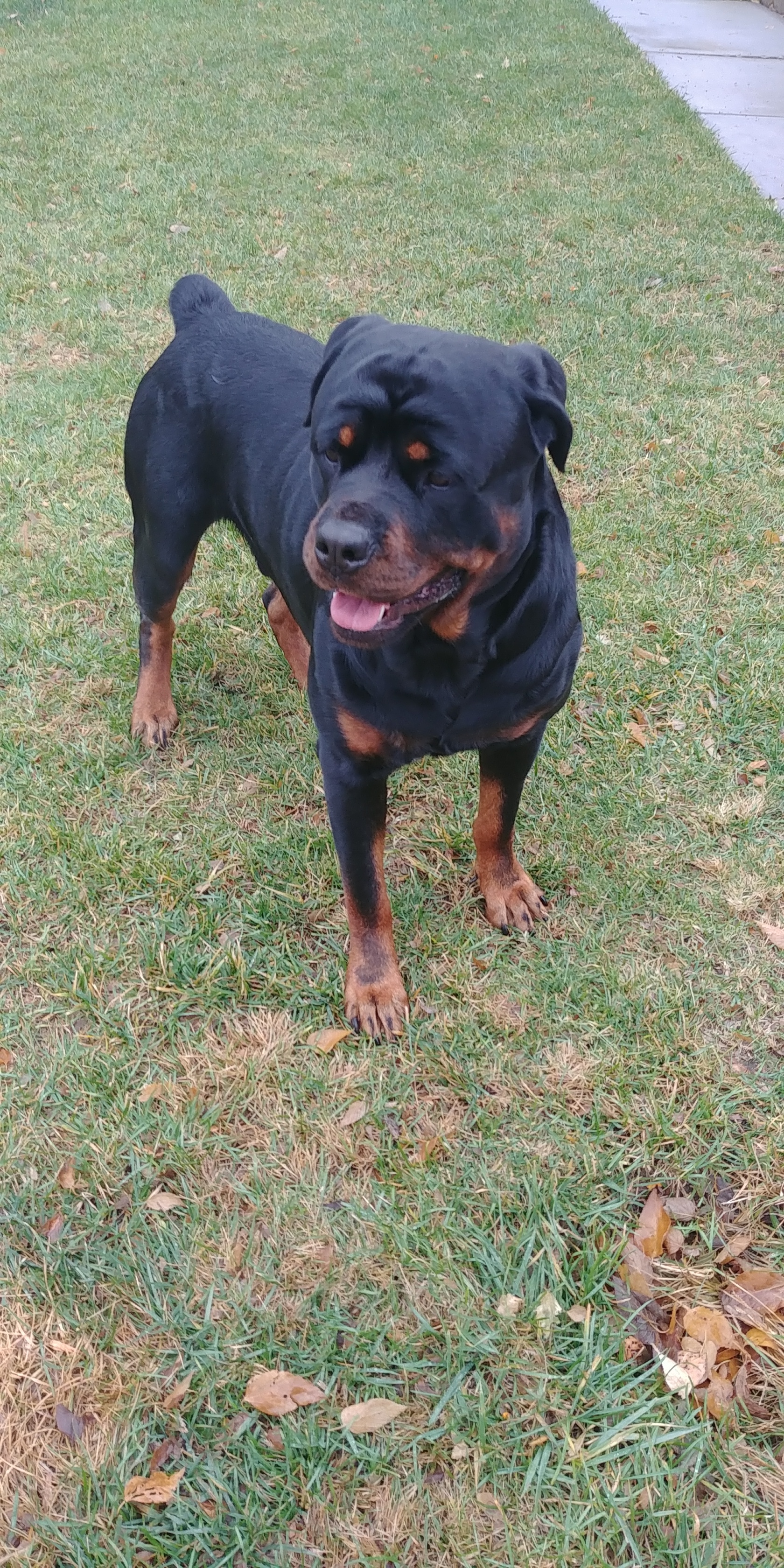Enjoying the weather r/Rottweiler